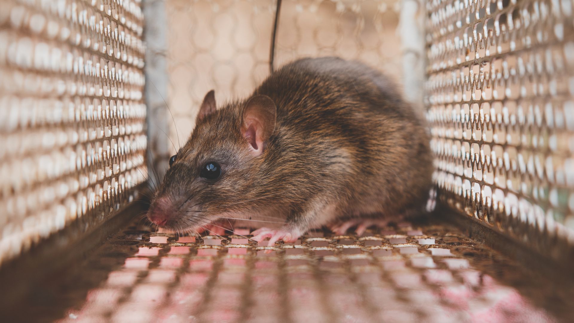 A rat is sitting in a cage and looking at the camera.