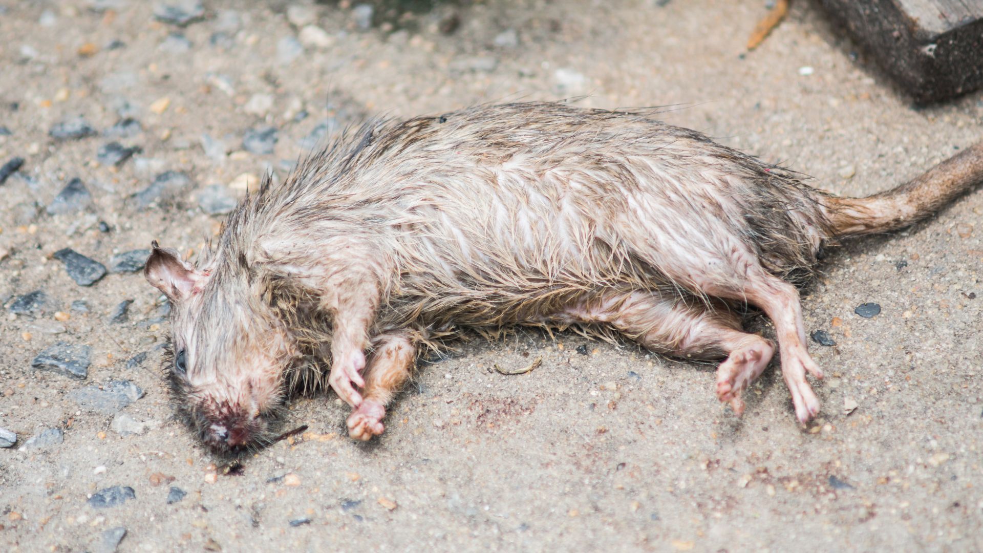 dead rat