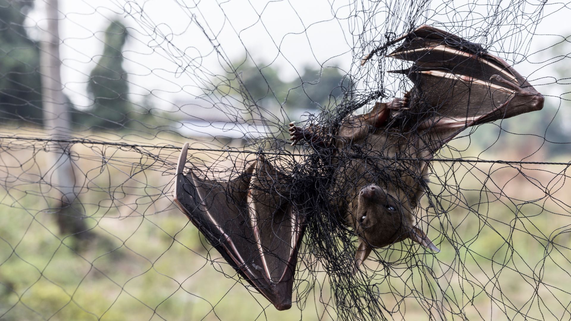 A bat is hanging upside down in a net.