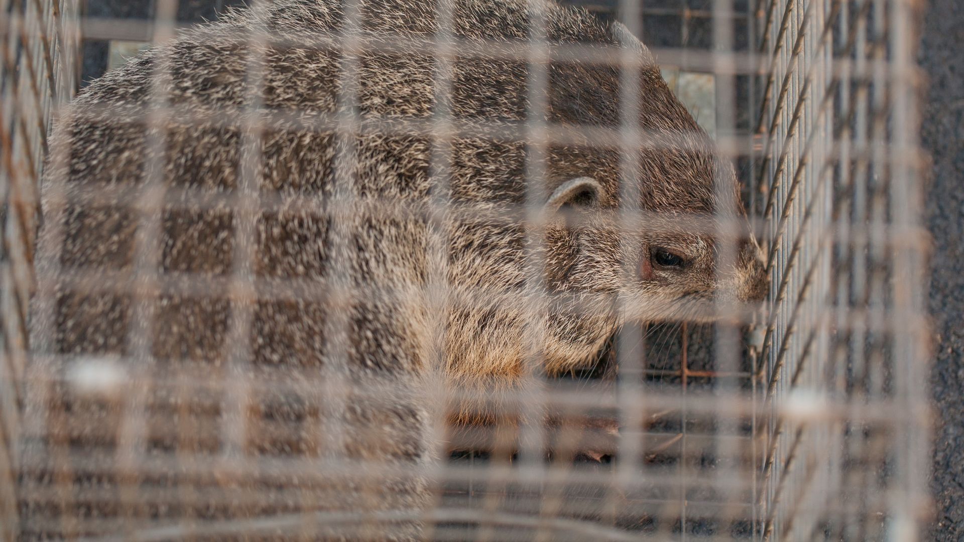 A hedgehog is sitting in a cage with its mouth open.