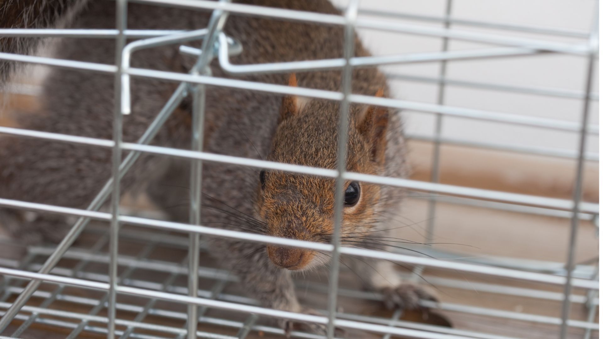 A squirrel is sitting in a metal cage.