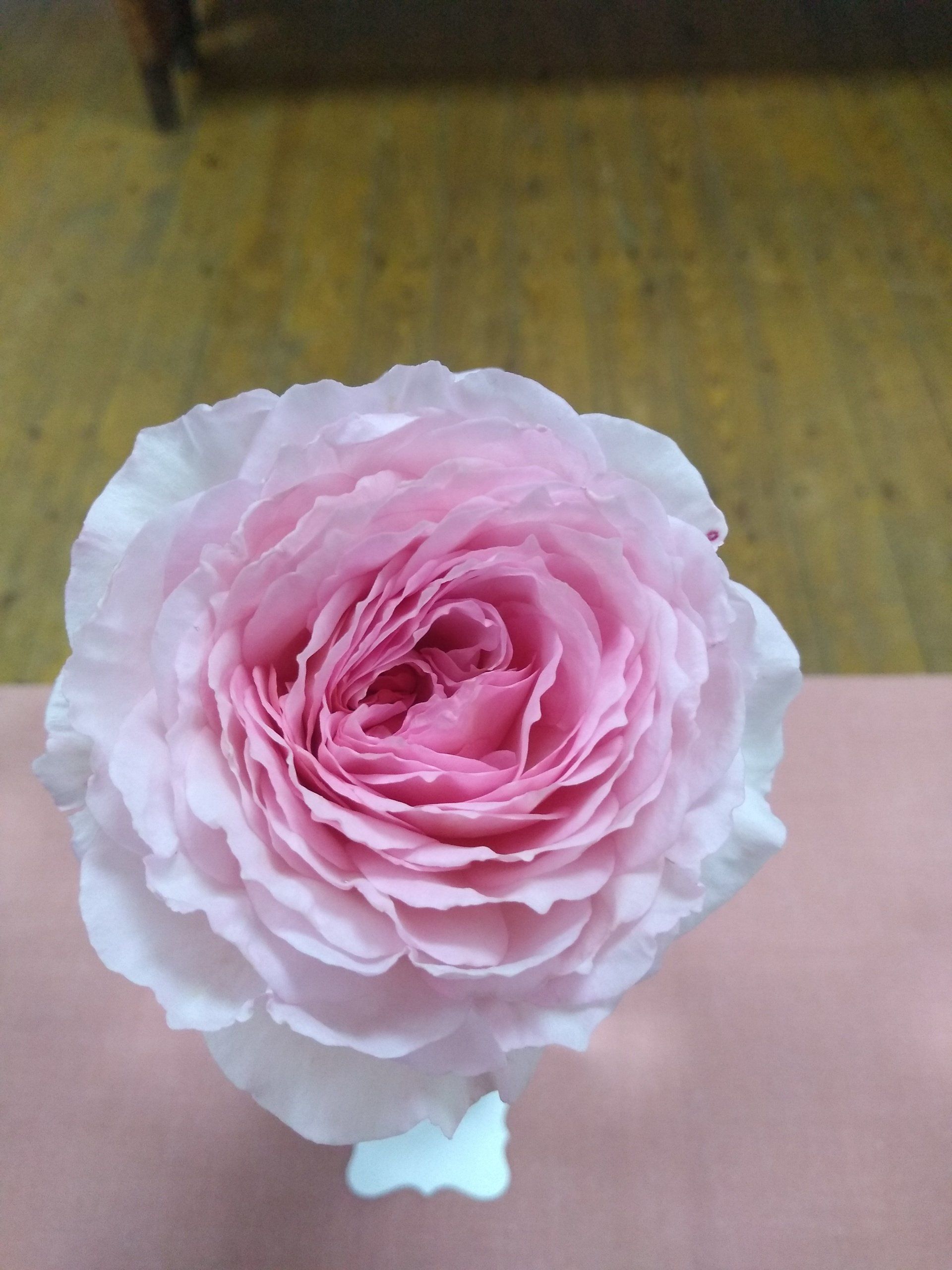 First prize old English pink