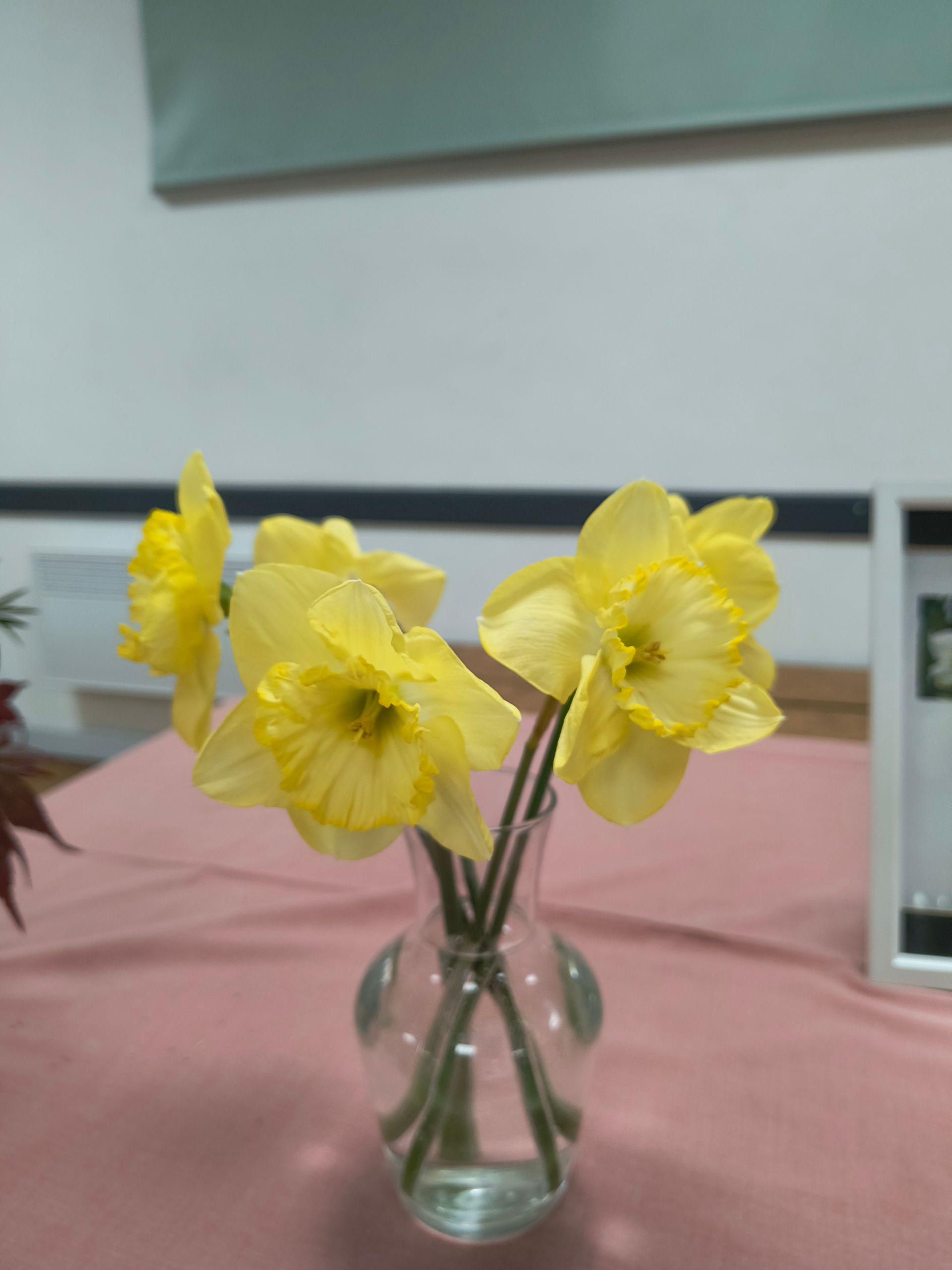5 identical, large daffodils