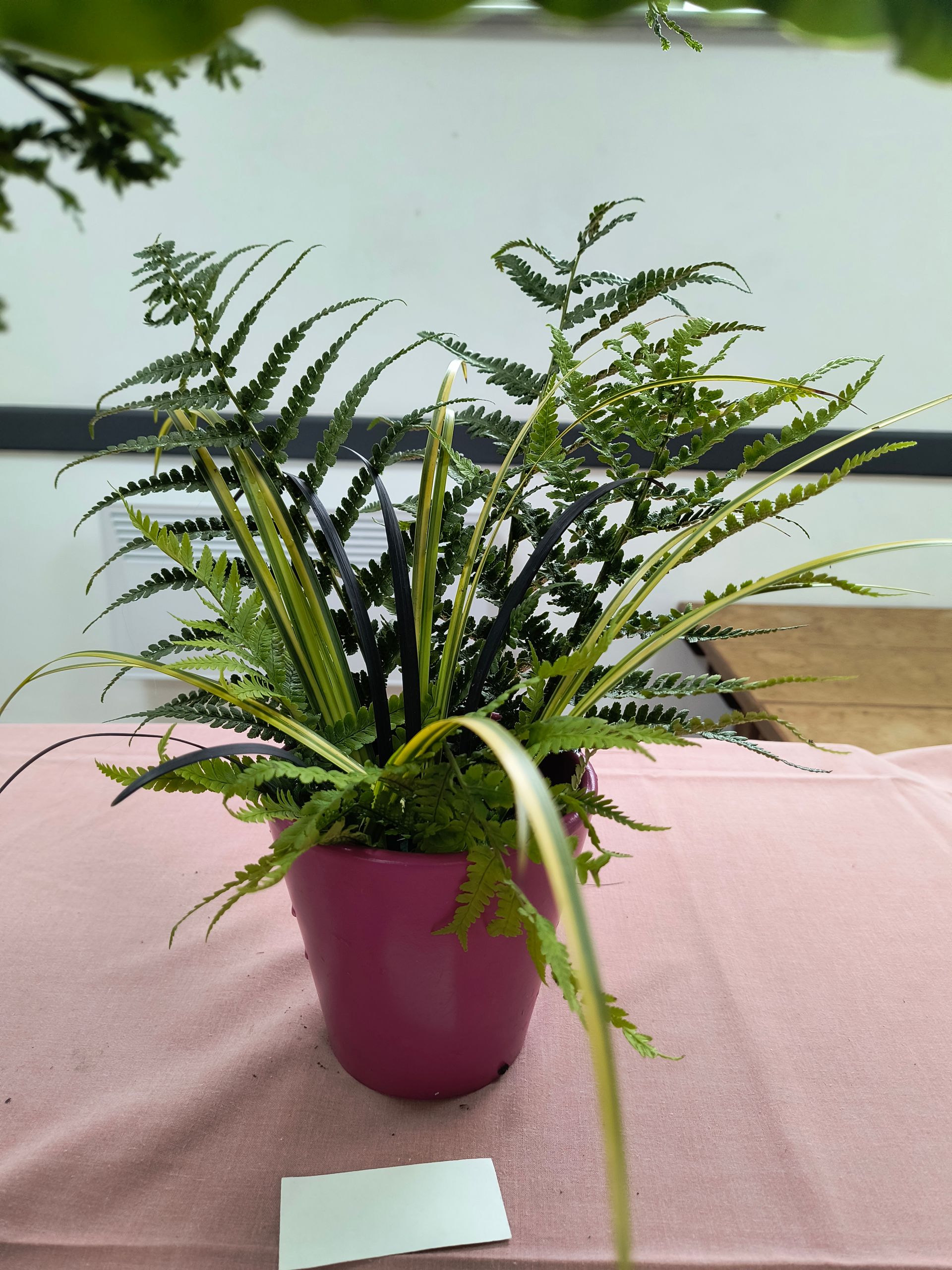 An arrangement of ferns and grasses in a terracotta pot