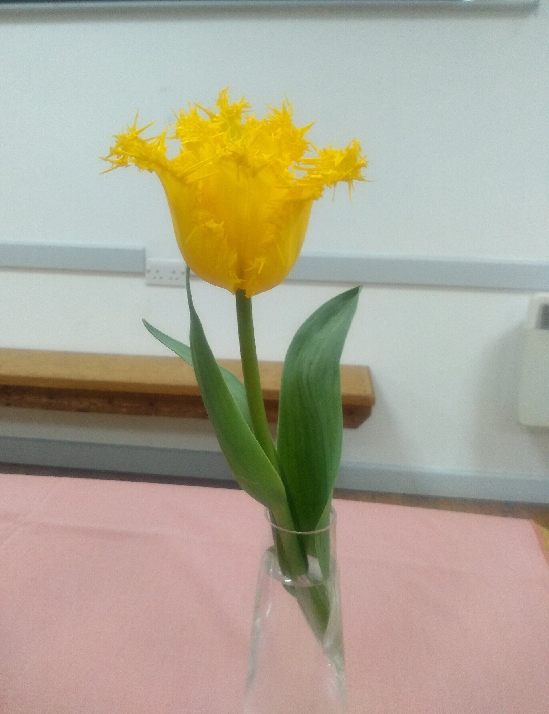 2nd place yellow tulip with frilled petals Glenn D