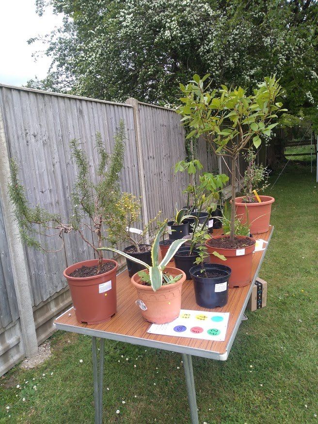 Table with large shrubs