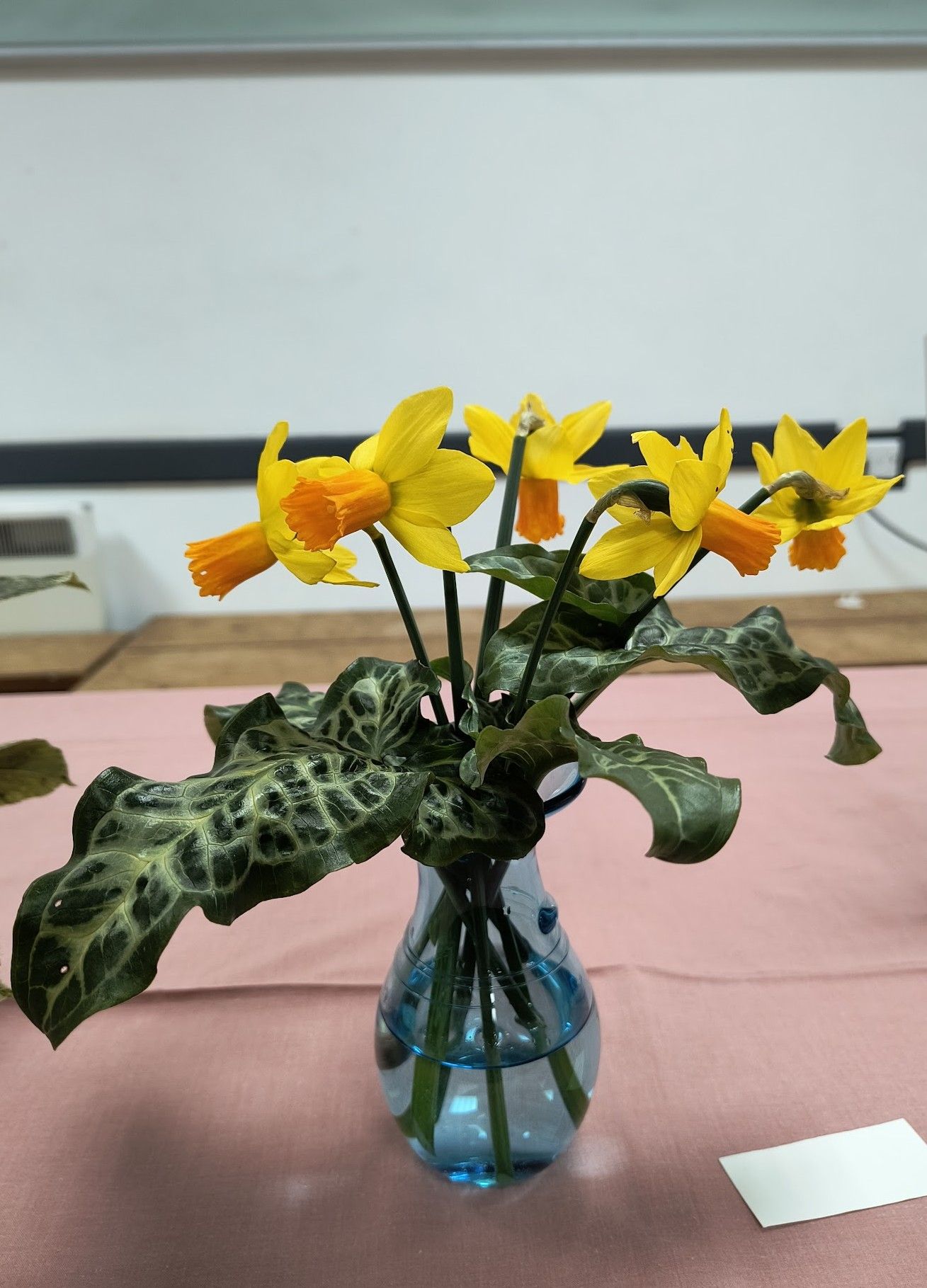 Photo shows an arrangement of deep yellow daffodils and dark green variegated foliage in a glass 
vase