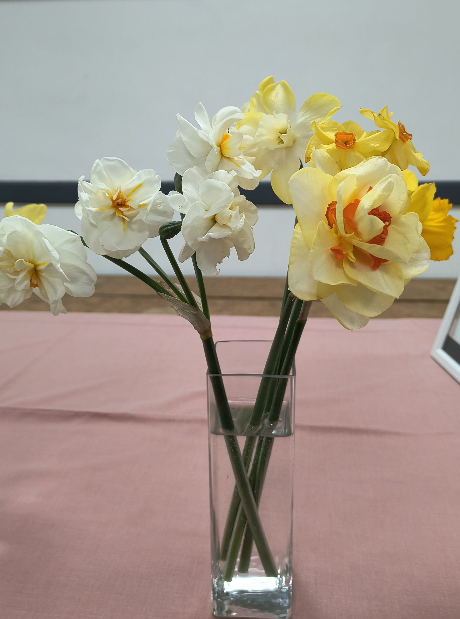 a mix of narcissi