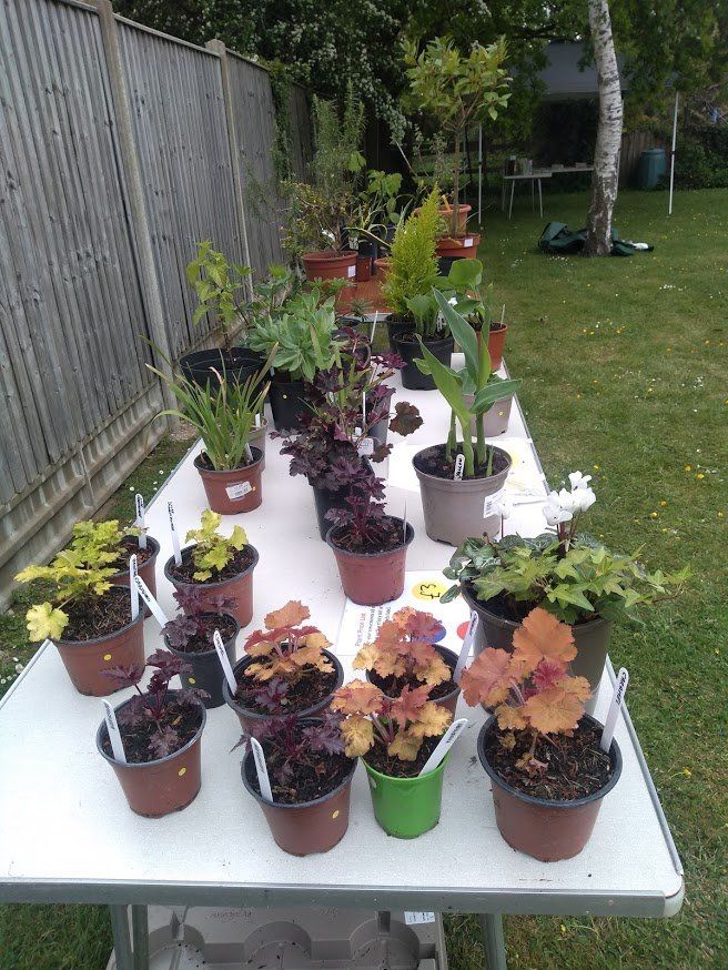 Table with plants on it