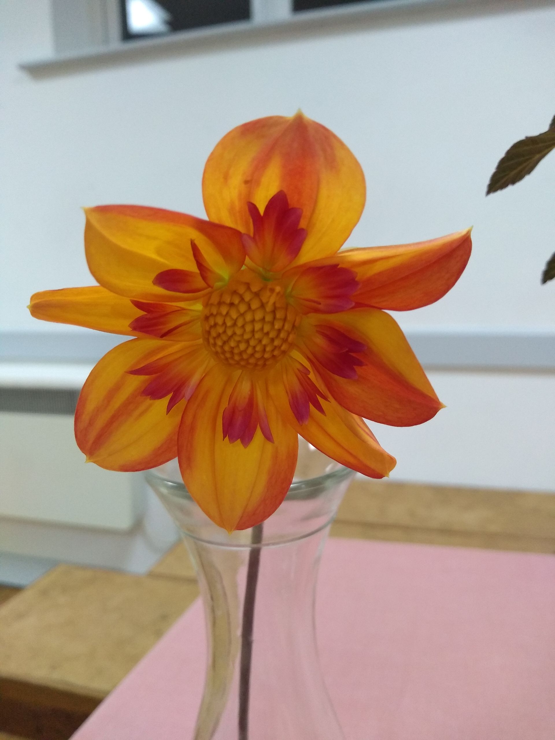 Dahlia 6, pale orange