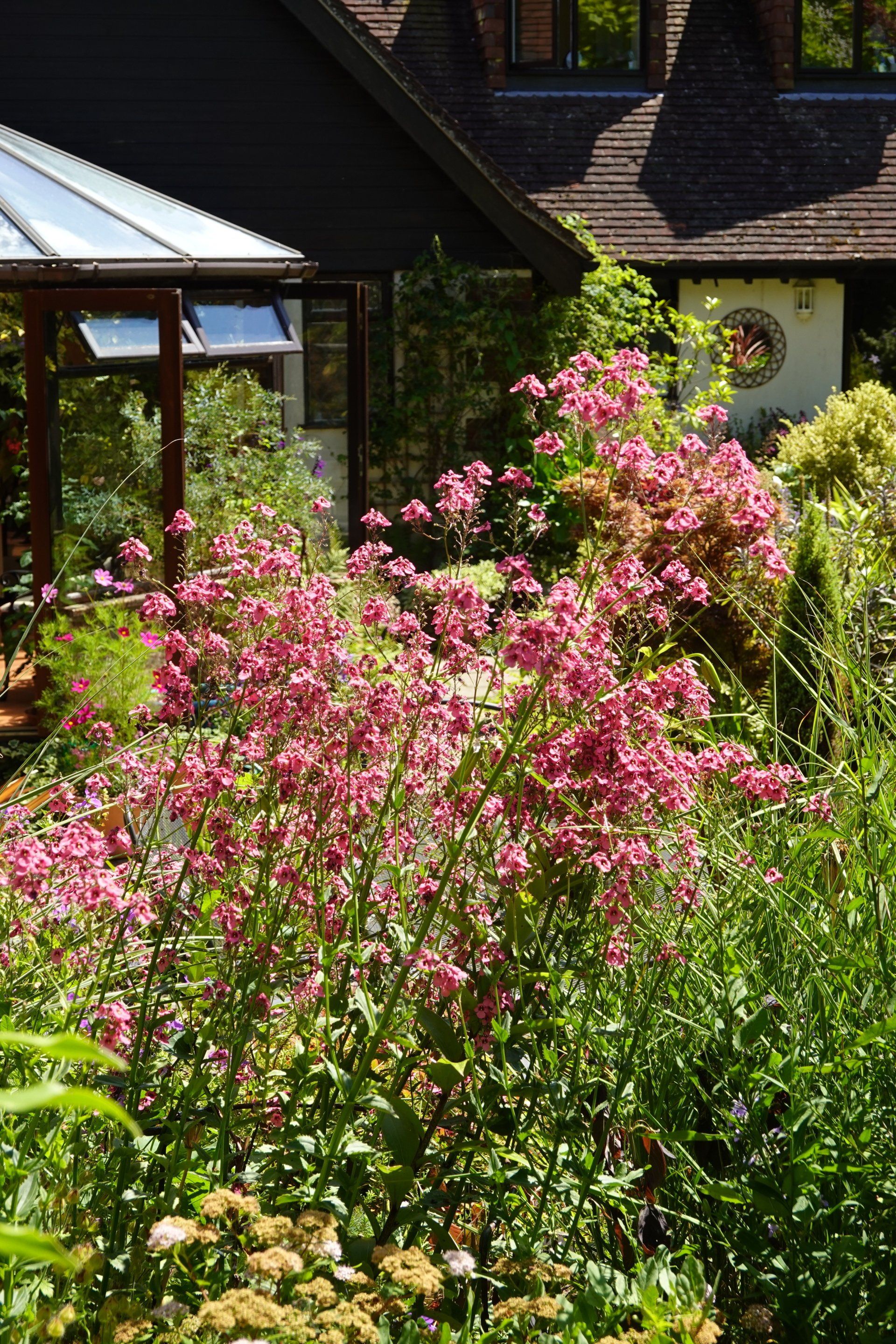 Diascia personata, a well behave perennial with a very long flowering period