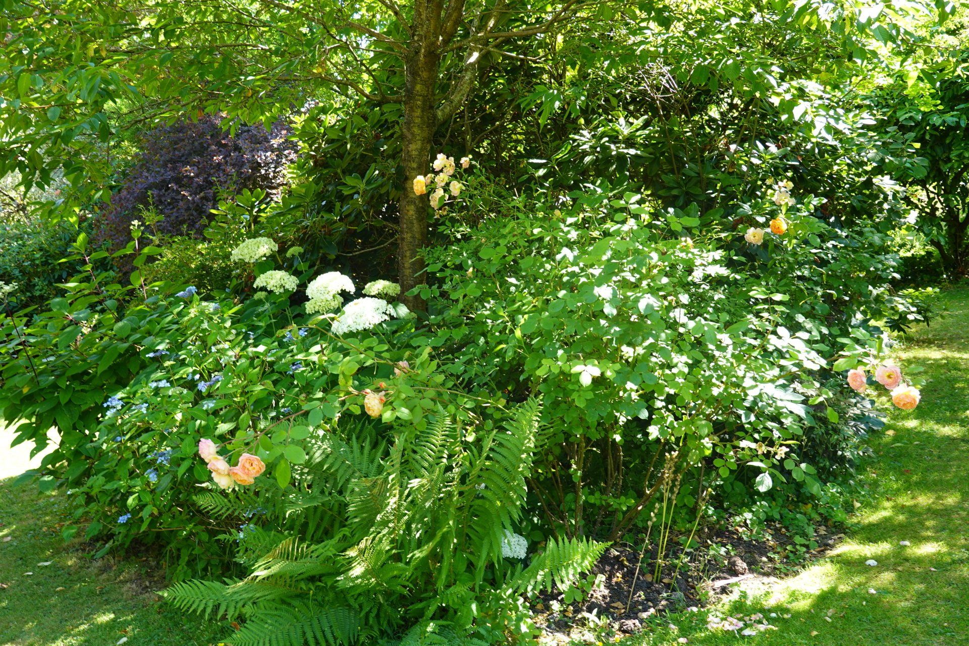 Hydrangeas and roses