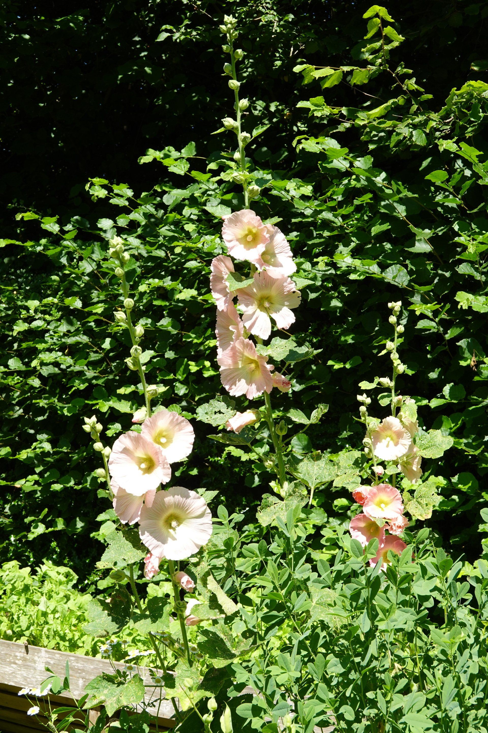 Hollyhocks