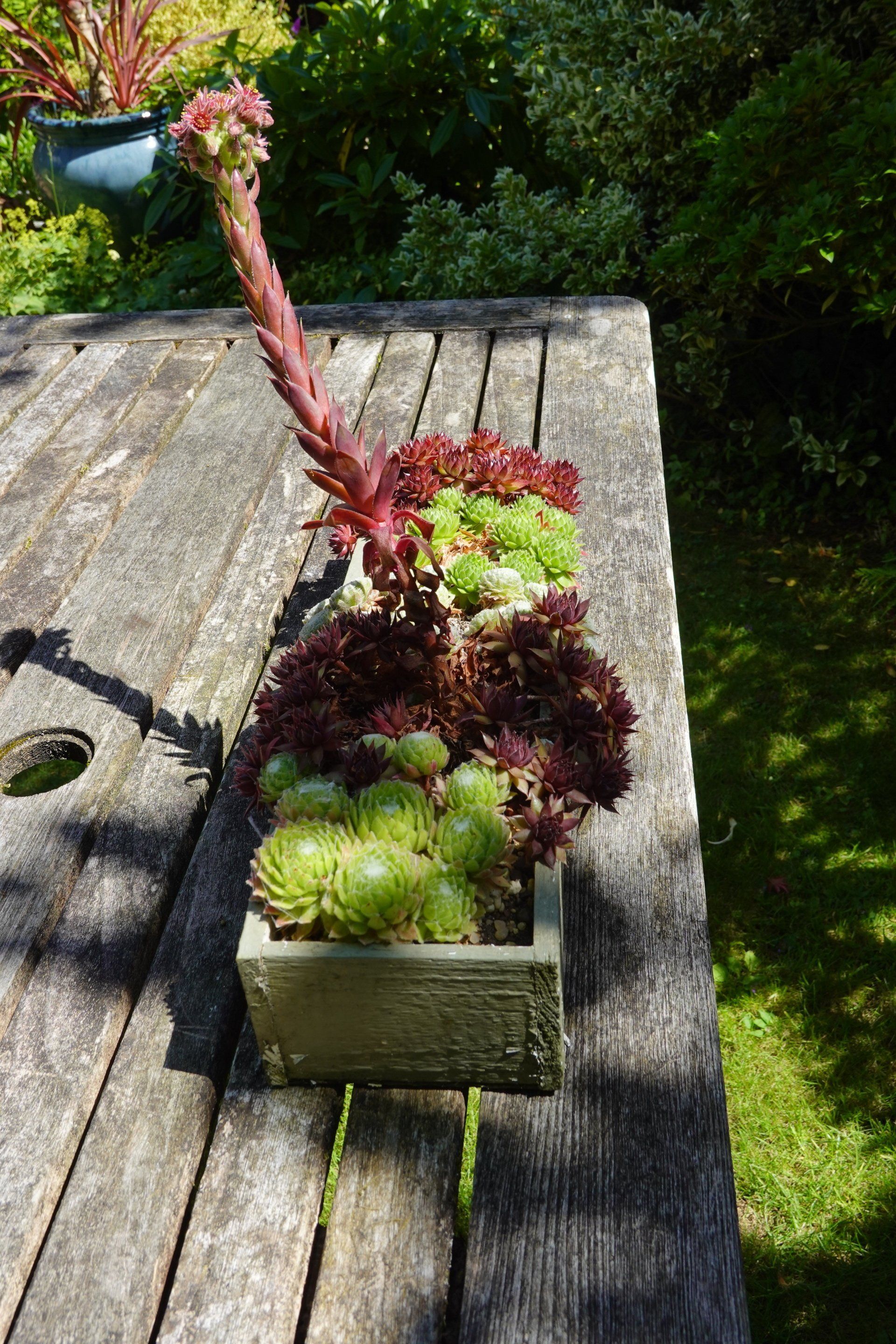 Succulent arrangement