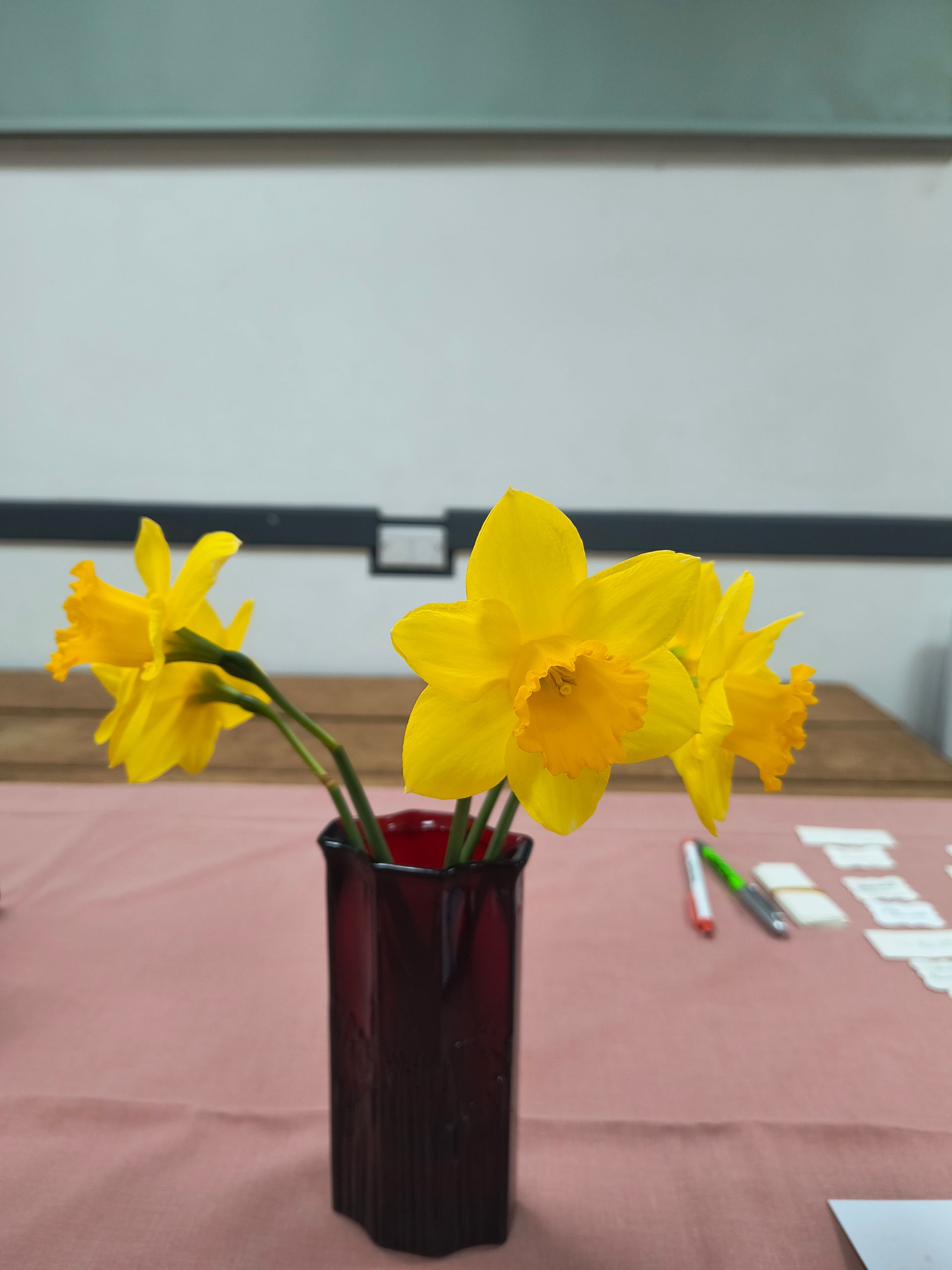 5 identical medium sized daffodils