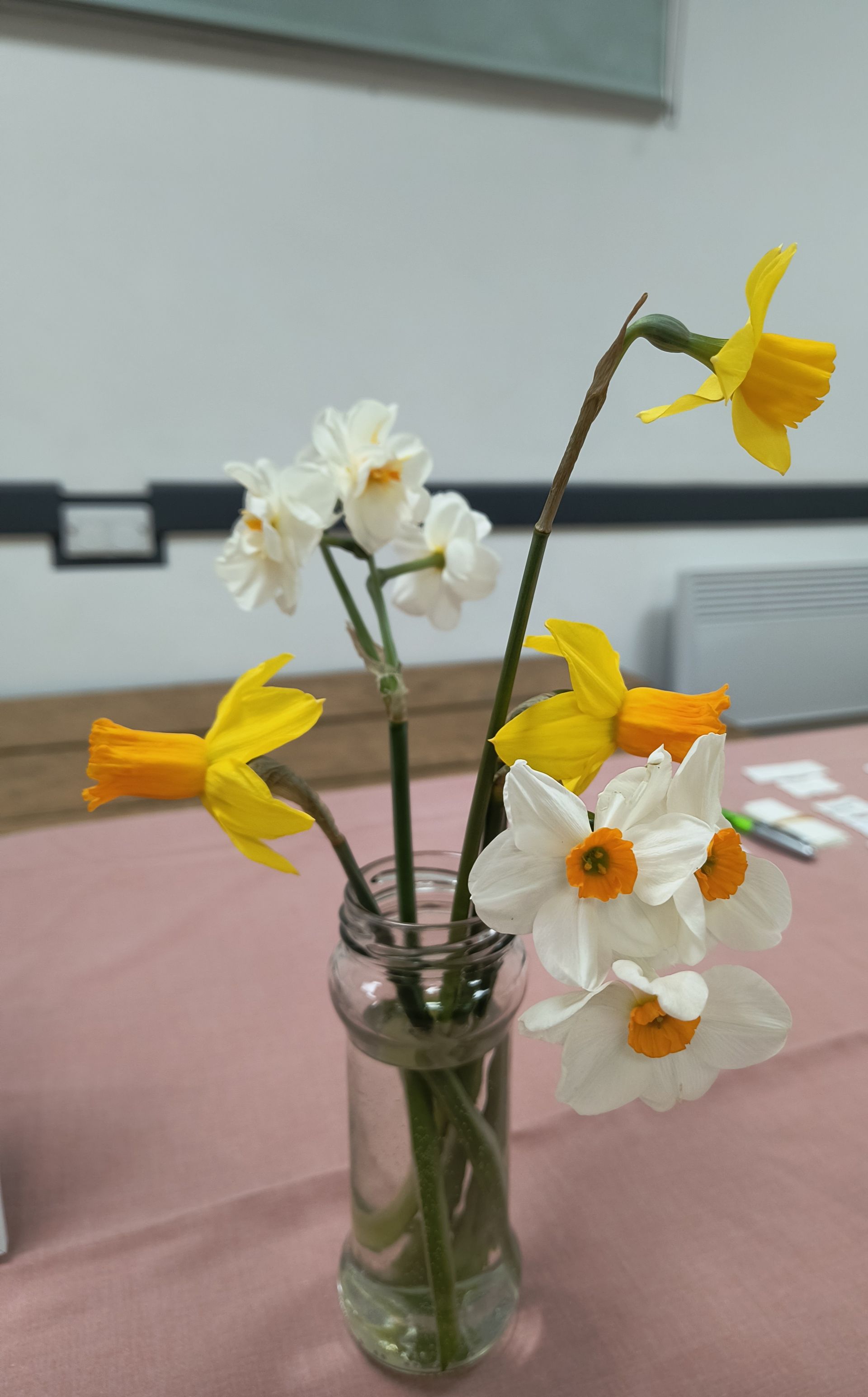 A selection of narcissi