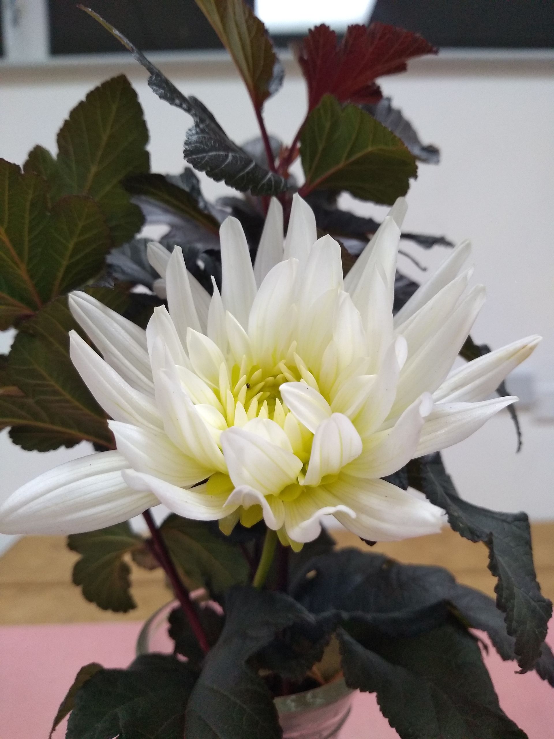 Dahlia 5, white