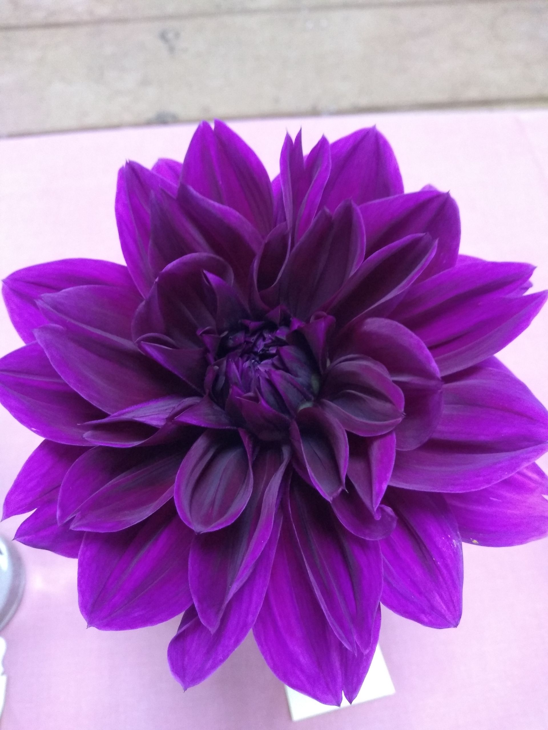 First place dahlia, purple, Pat Fu