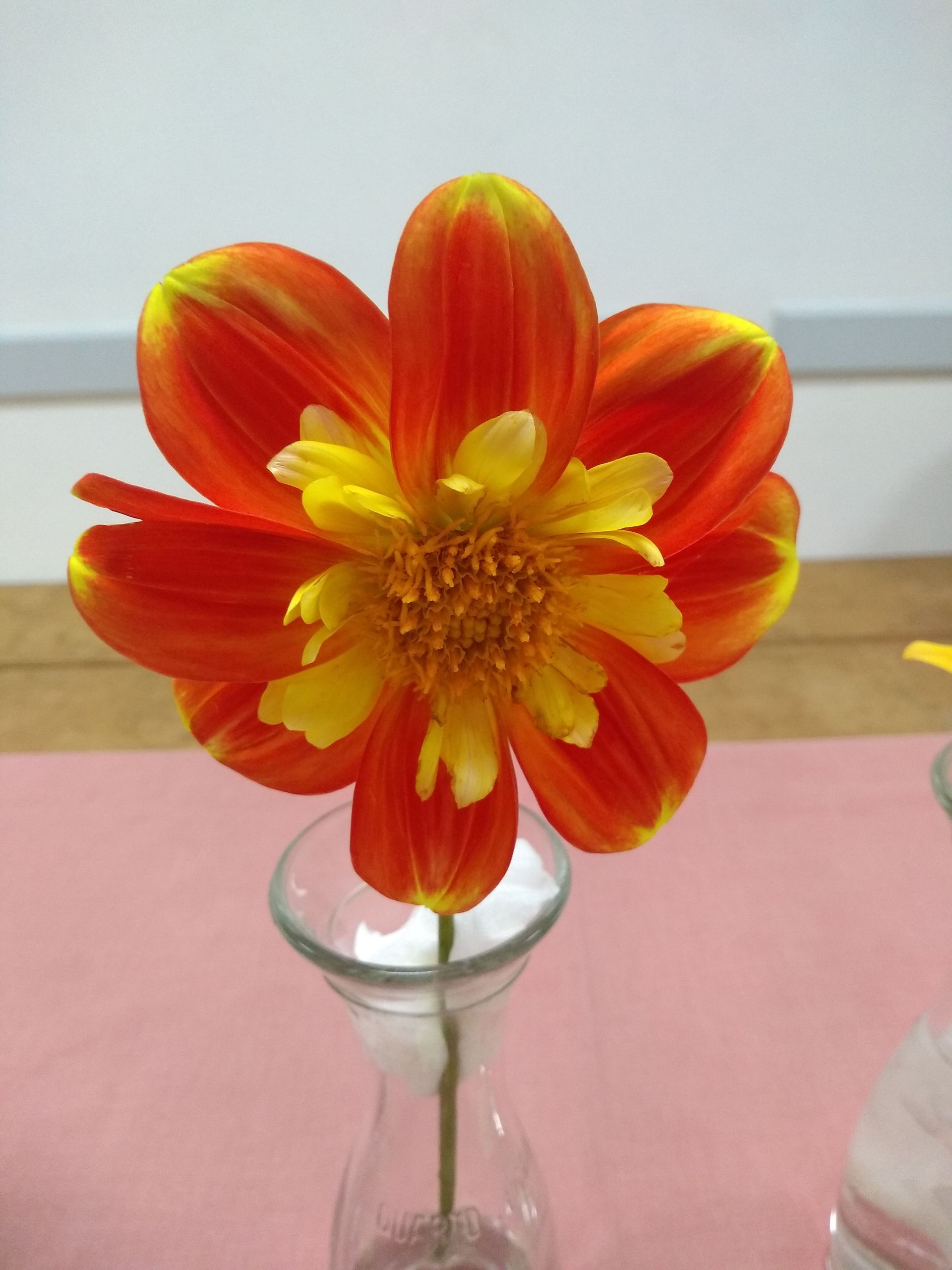 Third place dahlia, Orange and yellow, Jane R