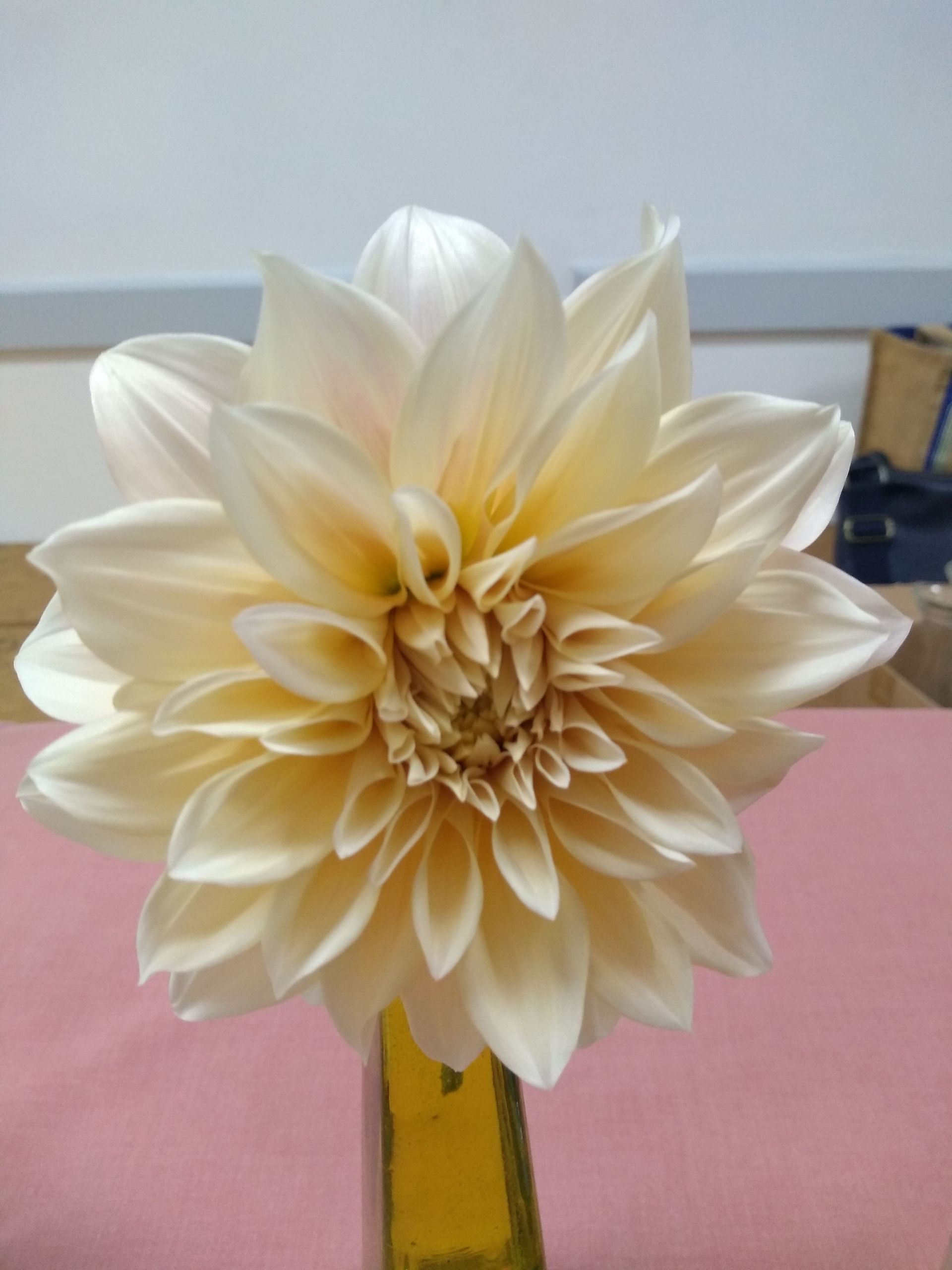 Dahlia 4, cream and white