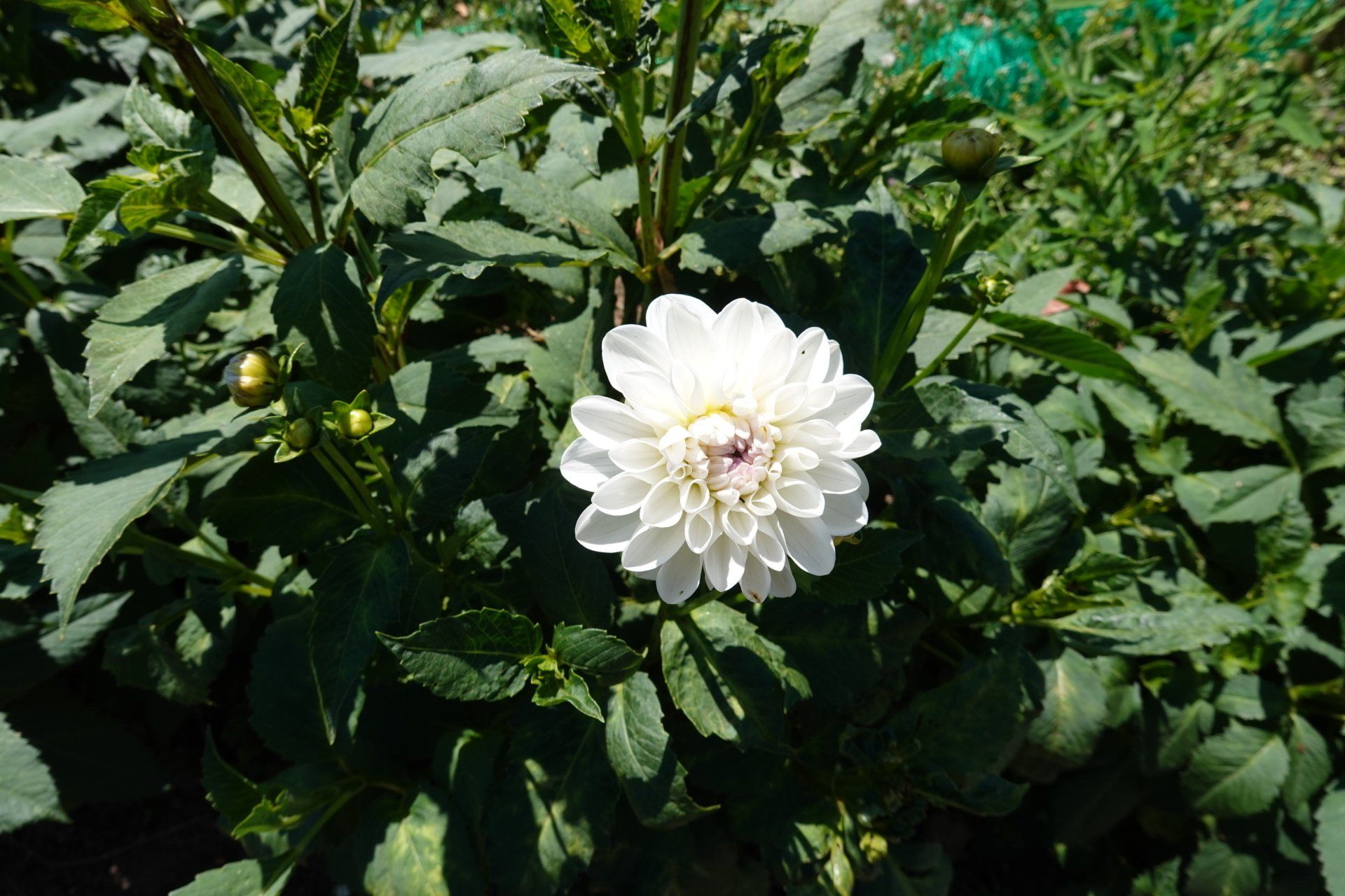 Dahlia 12