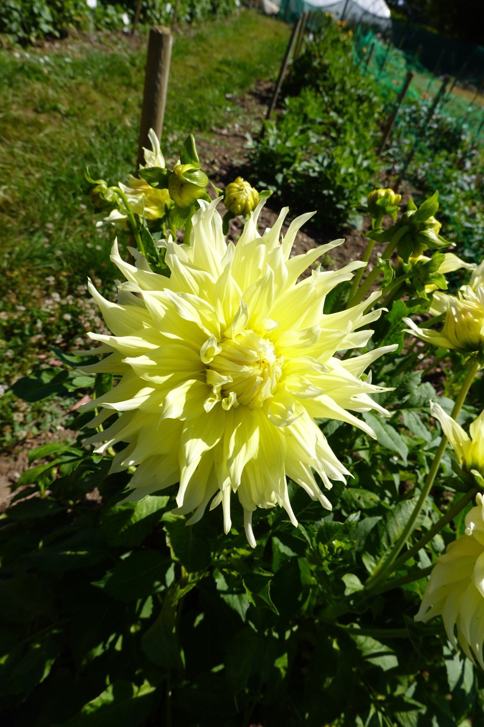 Dahlia 9
