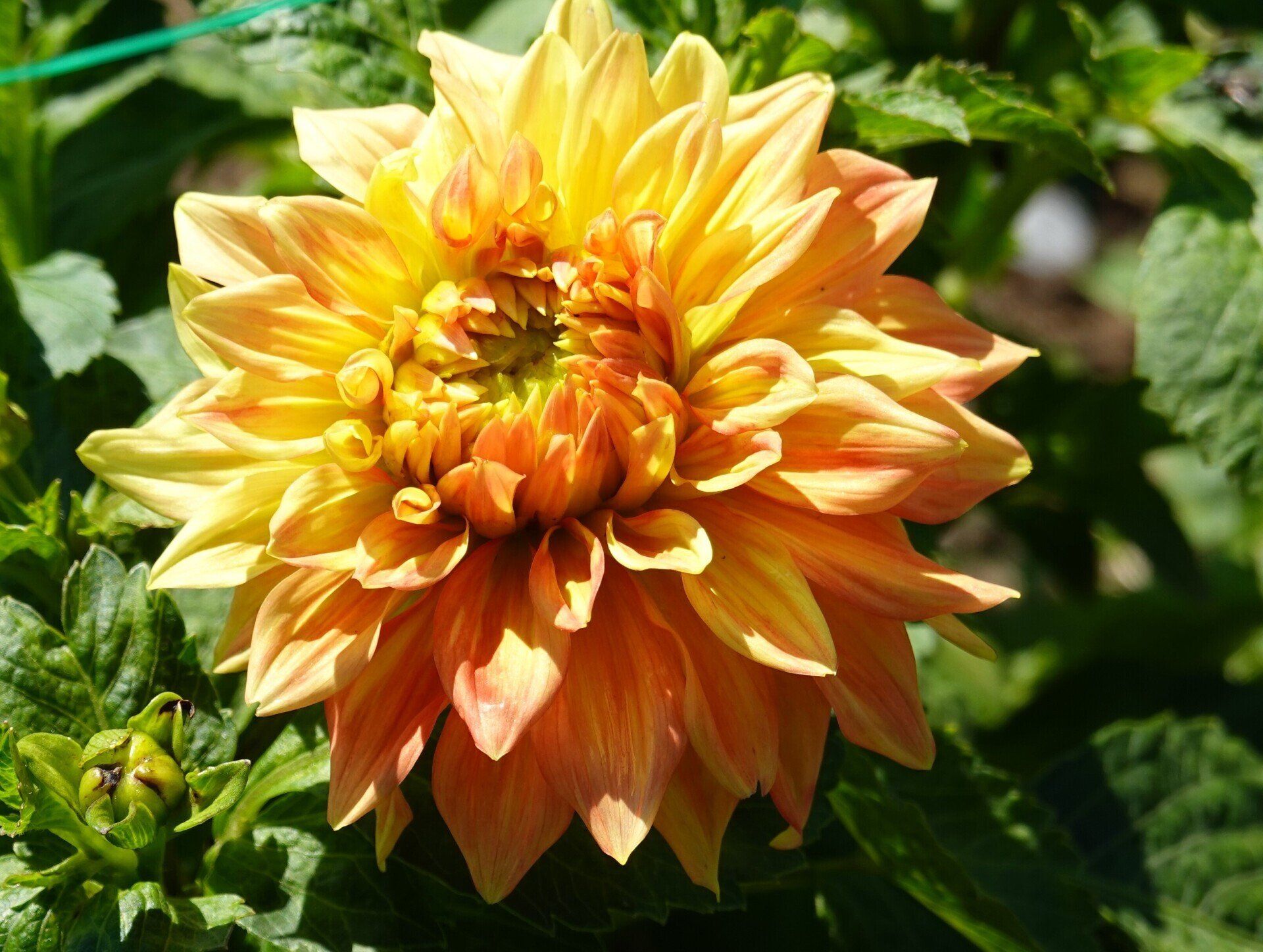 Dahlia 10