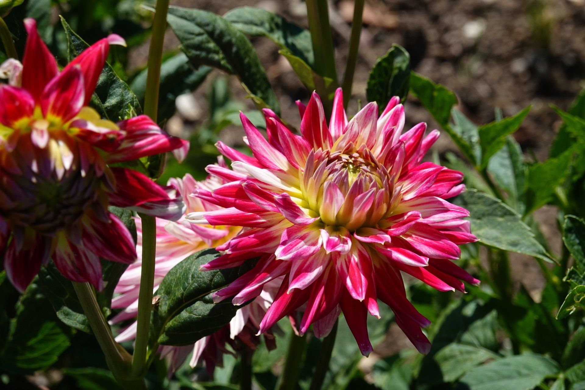 Dahlia 11