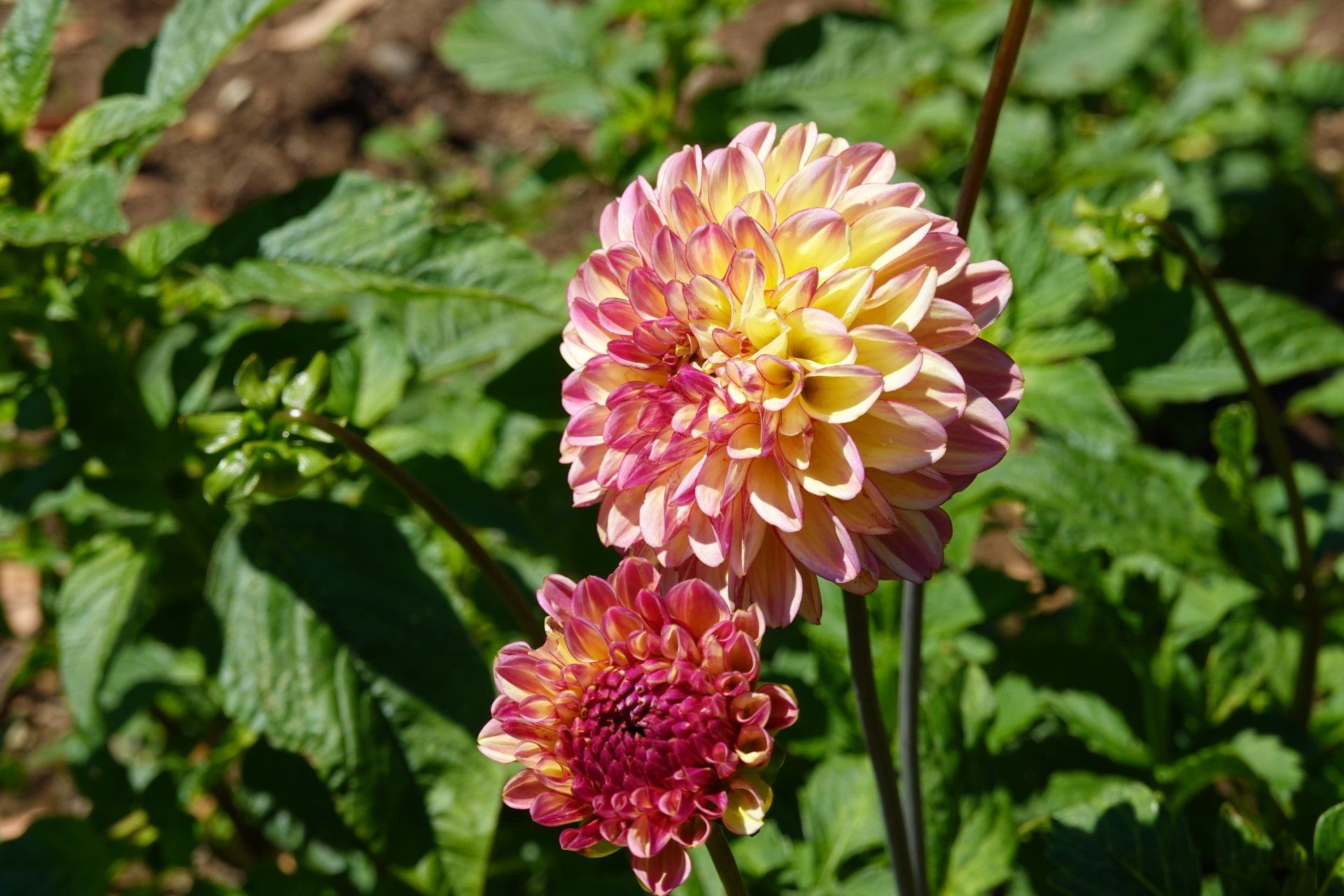 Dahlia 8