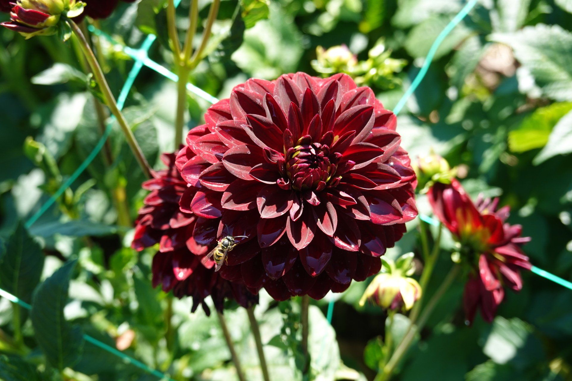 Dahlia 7