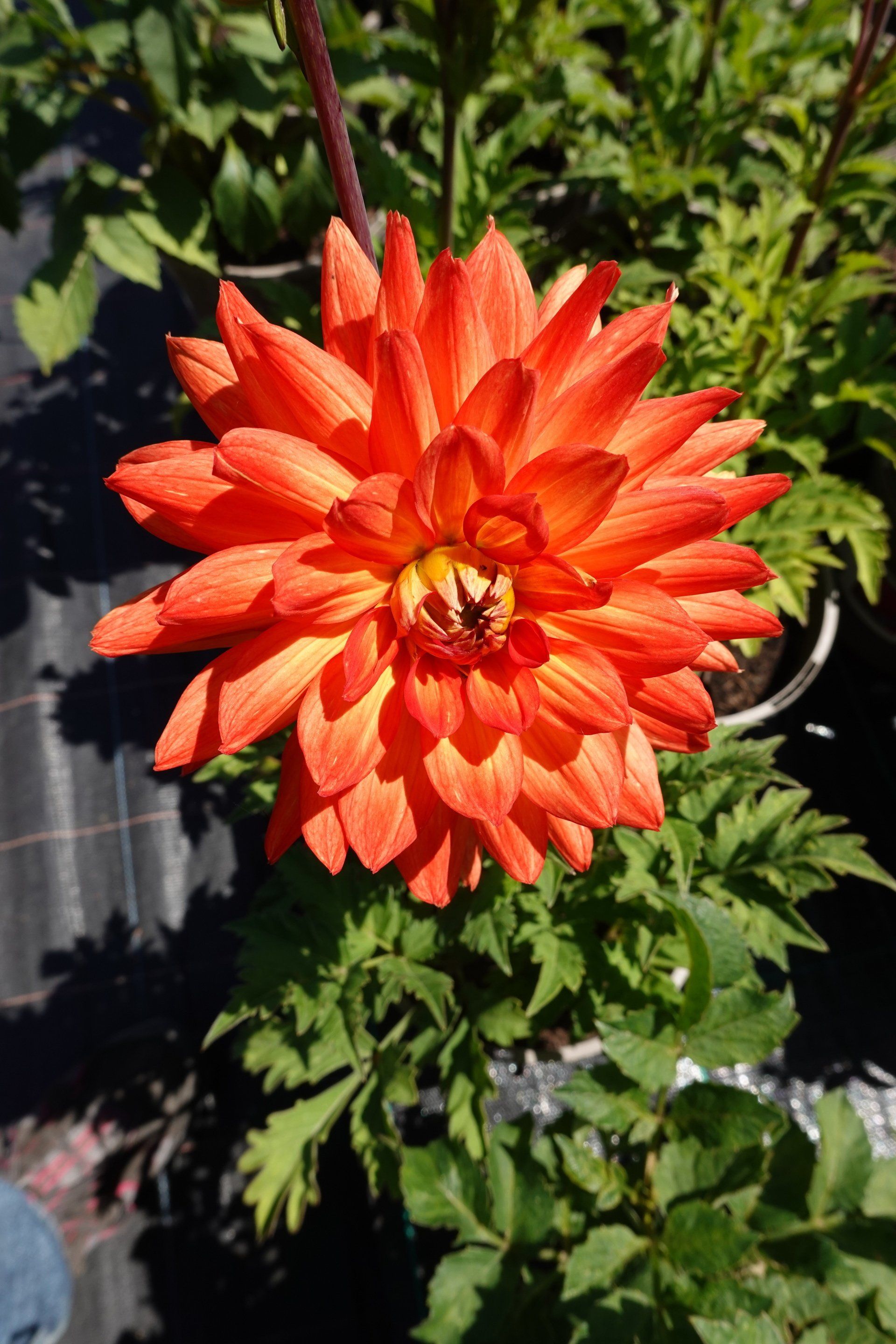 Dahlia 4