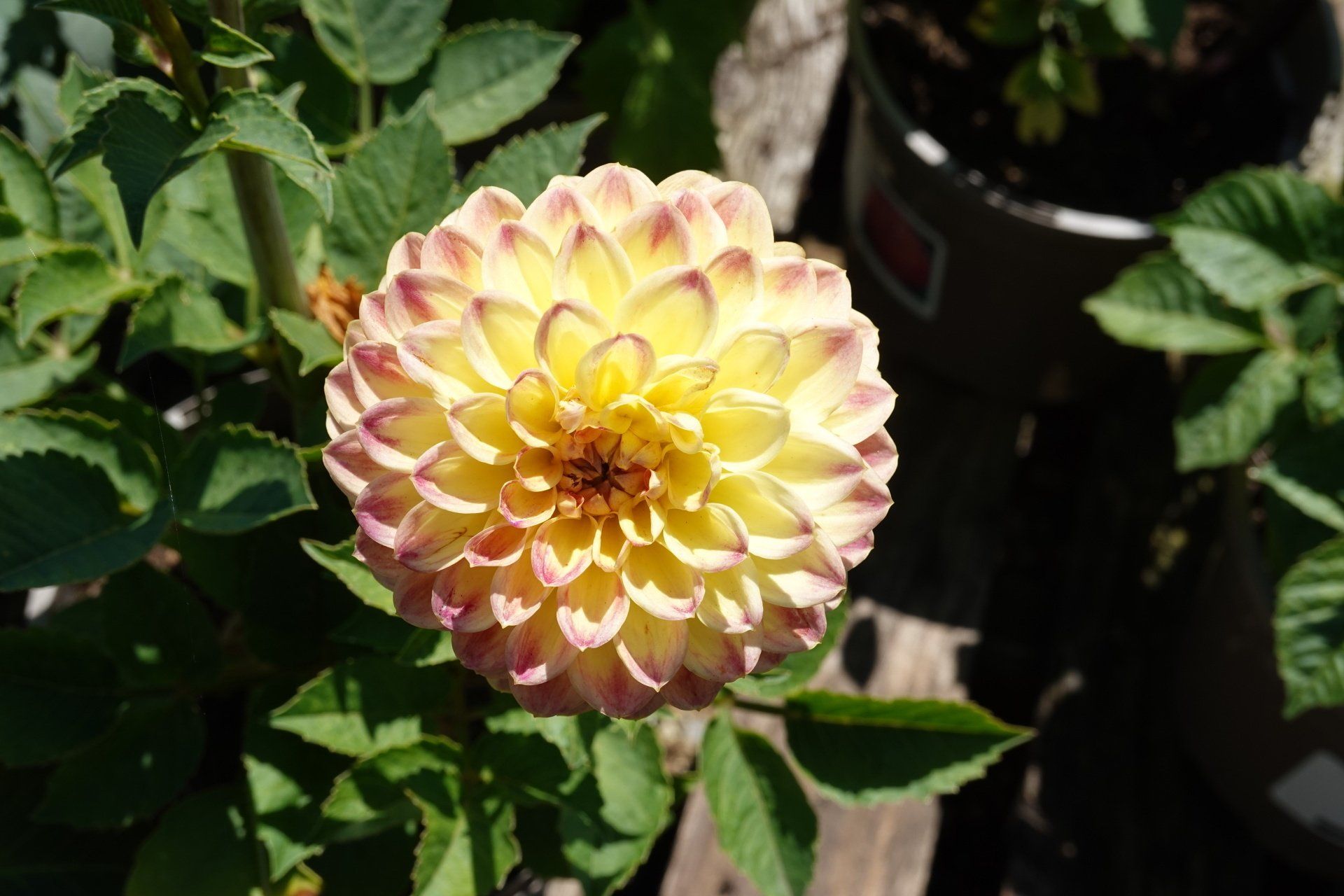 Dahlia 6