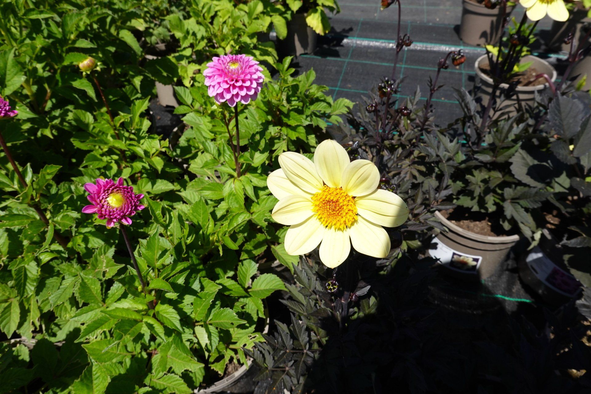 Dahlia 5