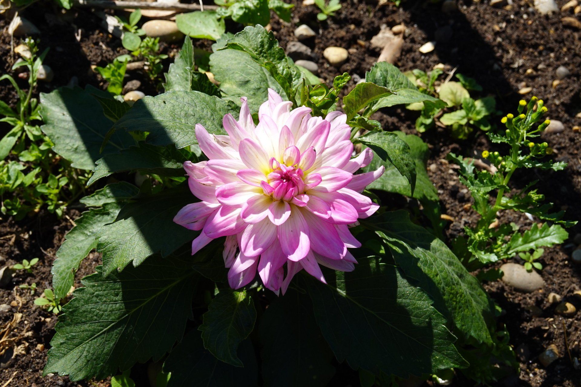 Dahlia 2