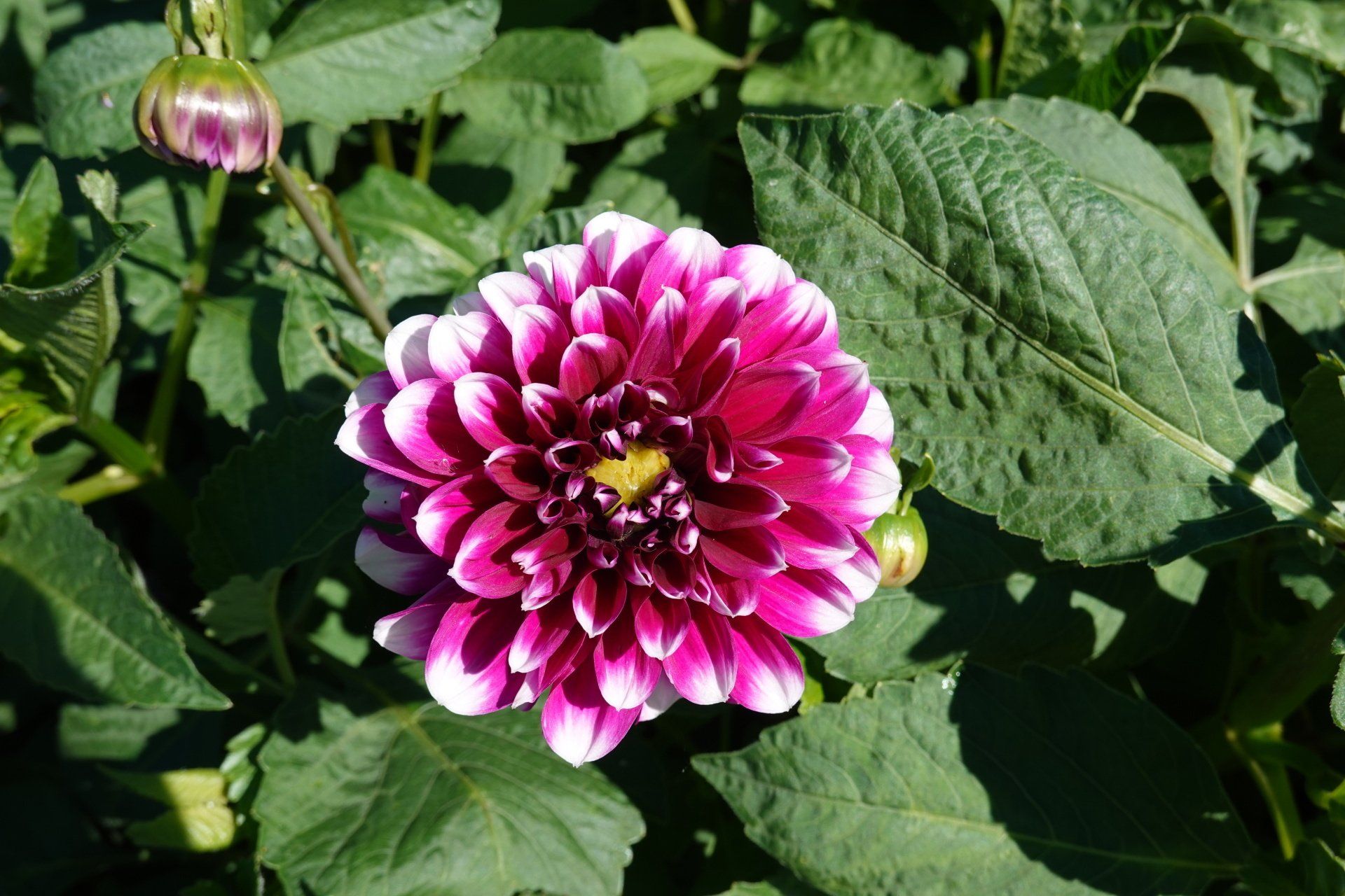 Dahlia 3