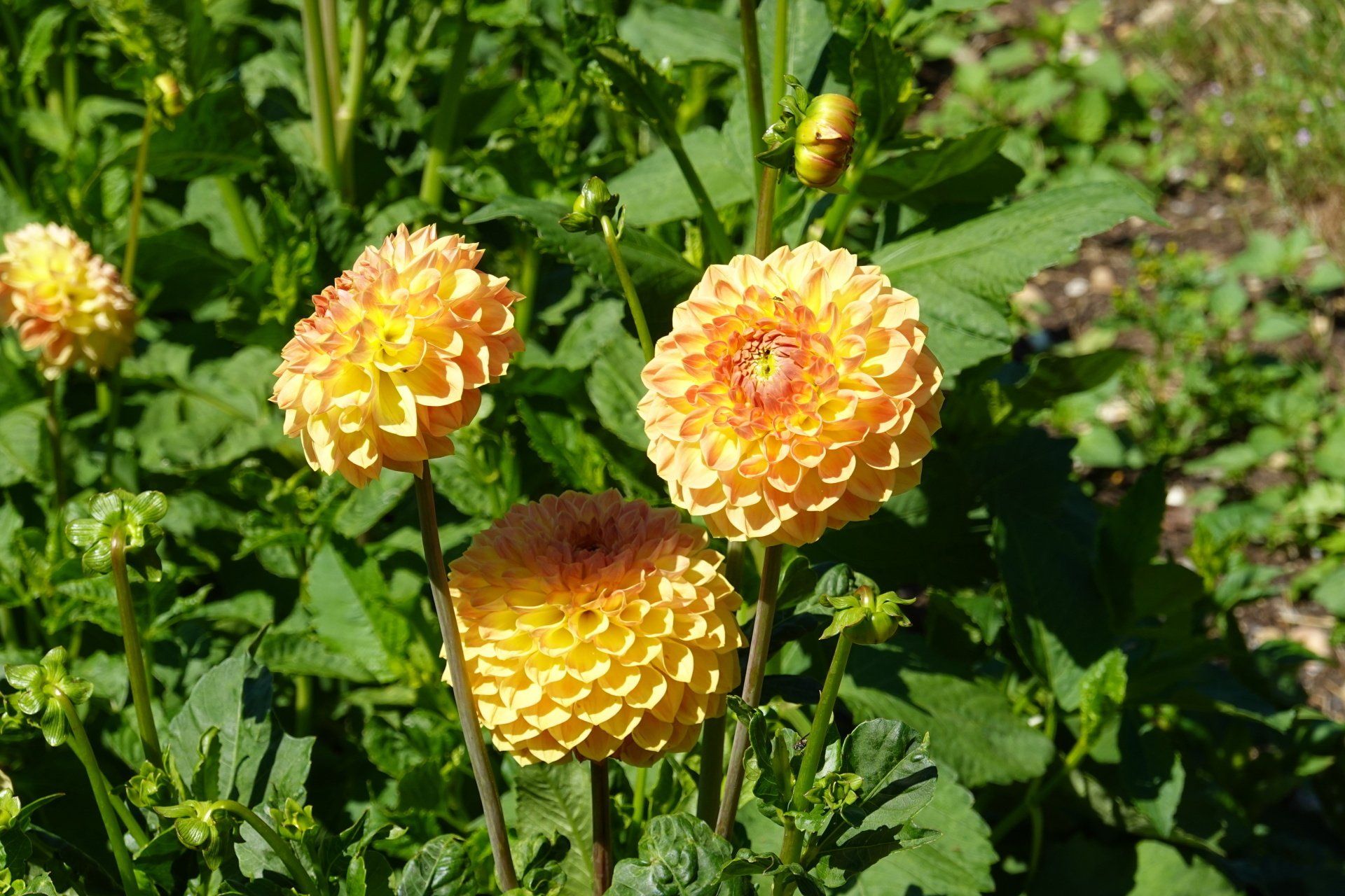 Dahlia 1