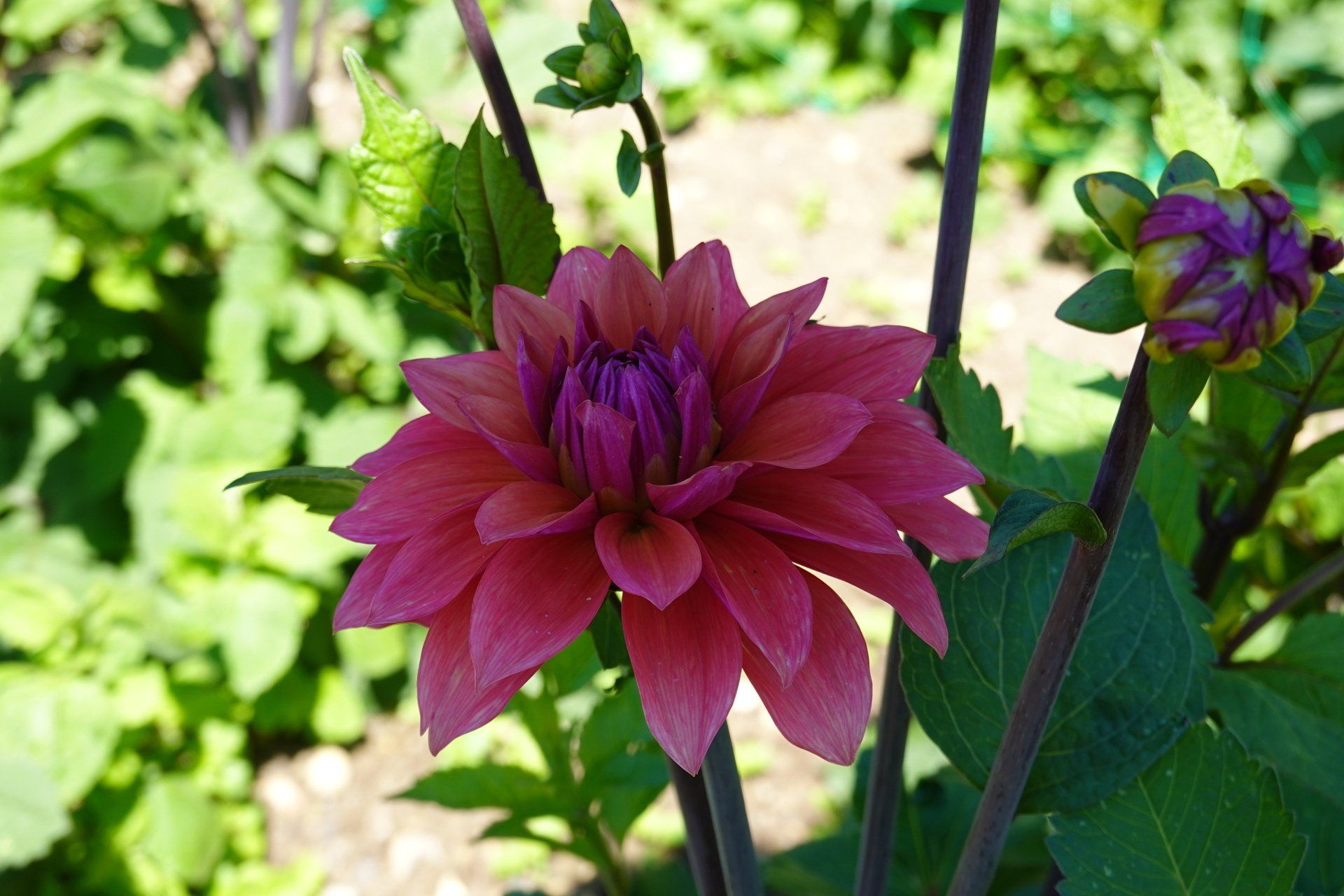 Dahlia 15 (final)