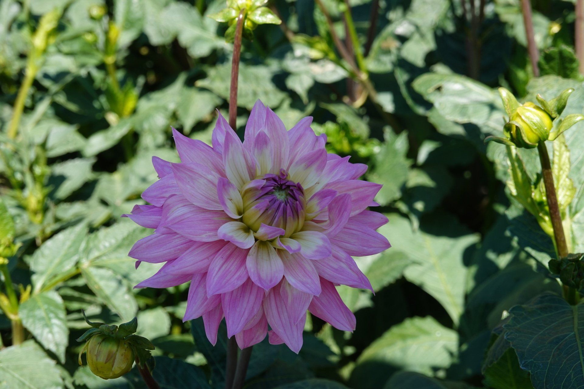 Dahlia 14