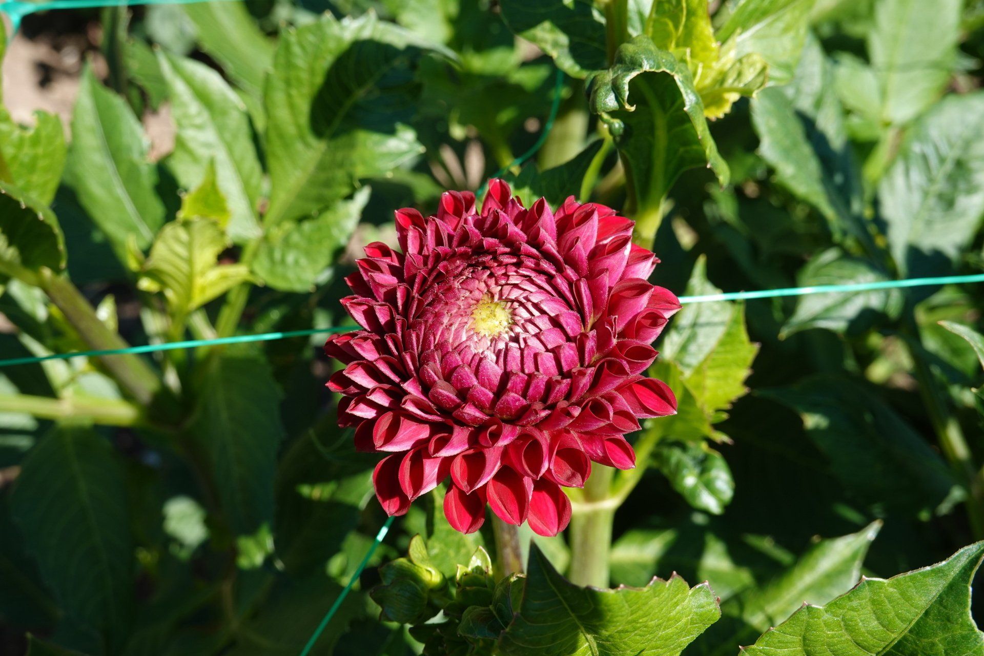 Dahlia 13
