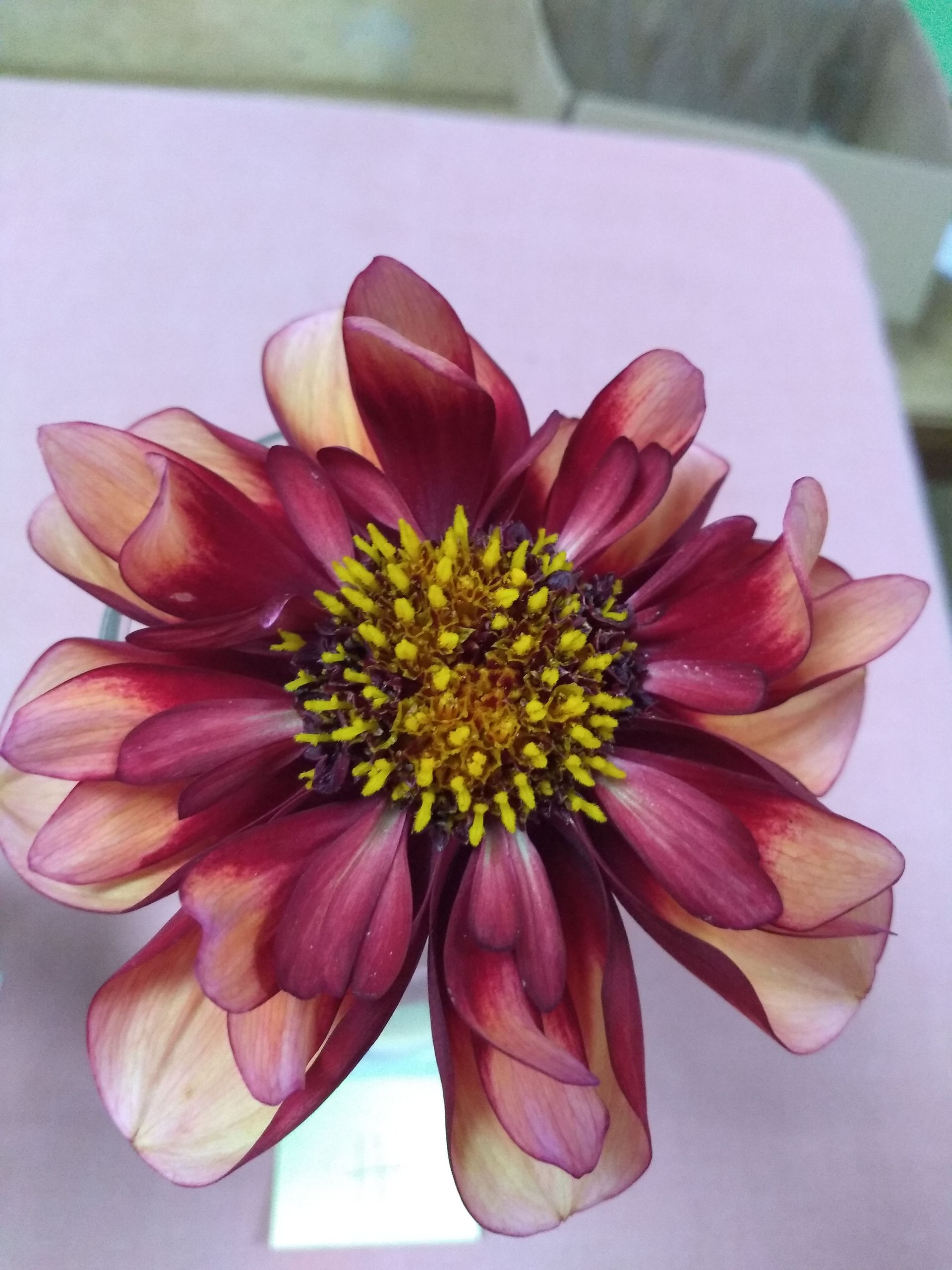 Dahlia 8, purple and pink