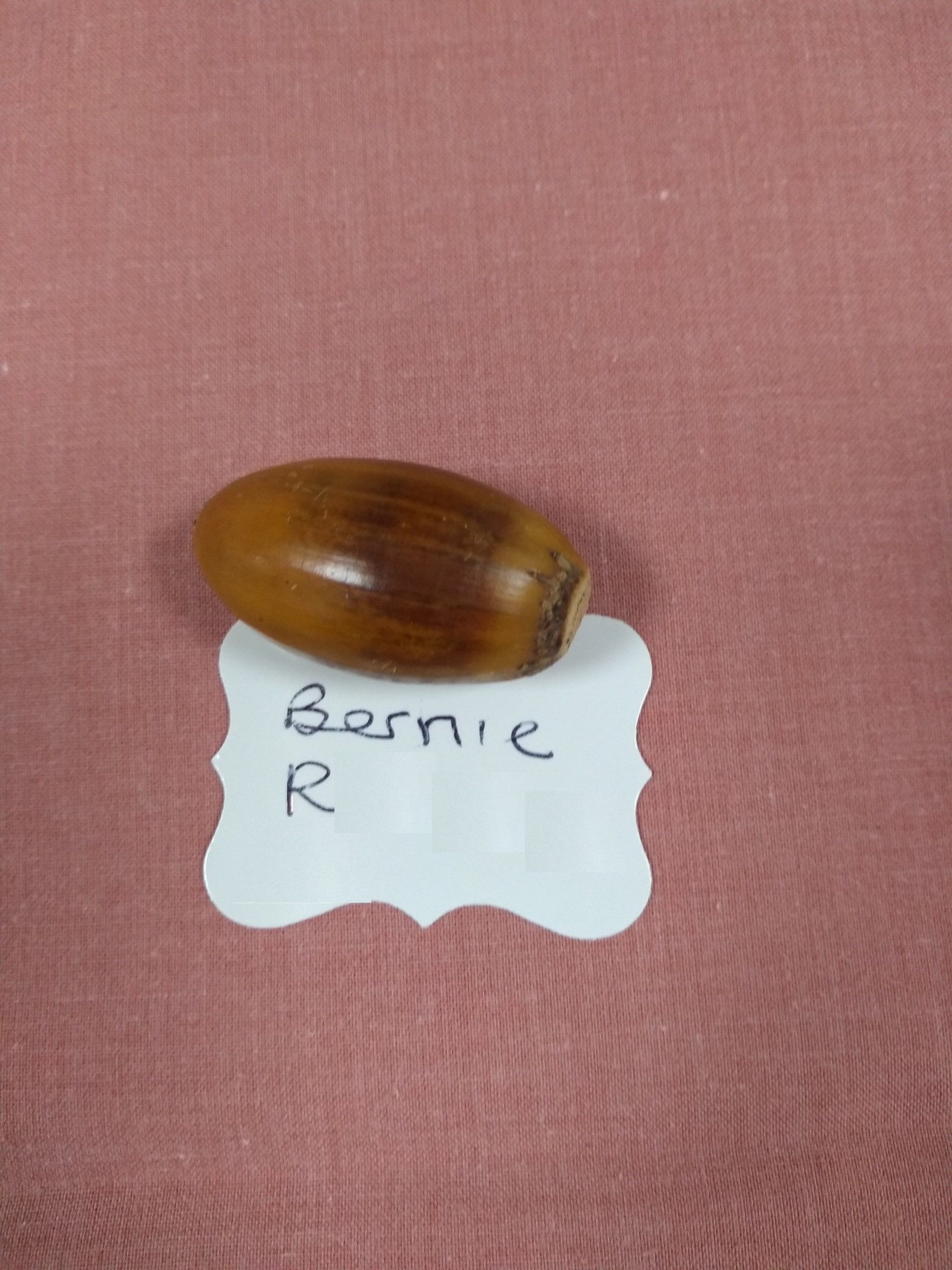 Bernie R's winning acorn