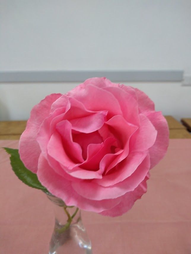pink rose