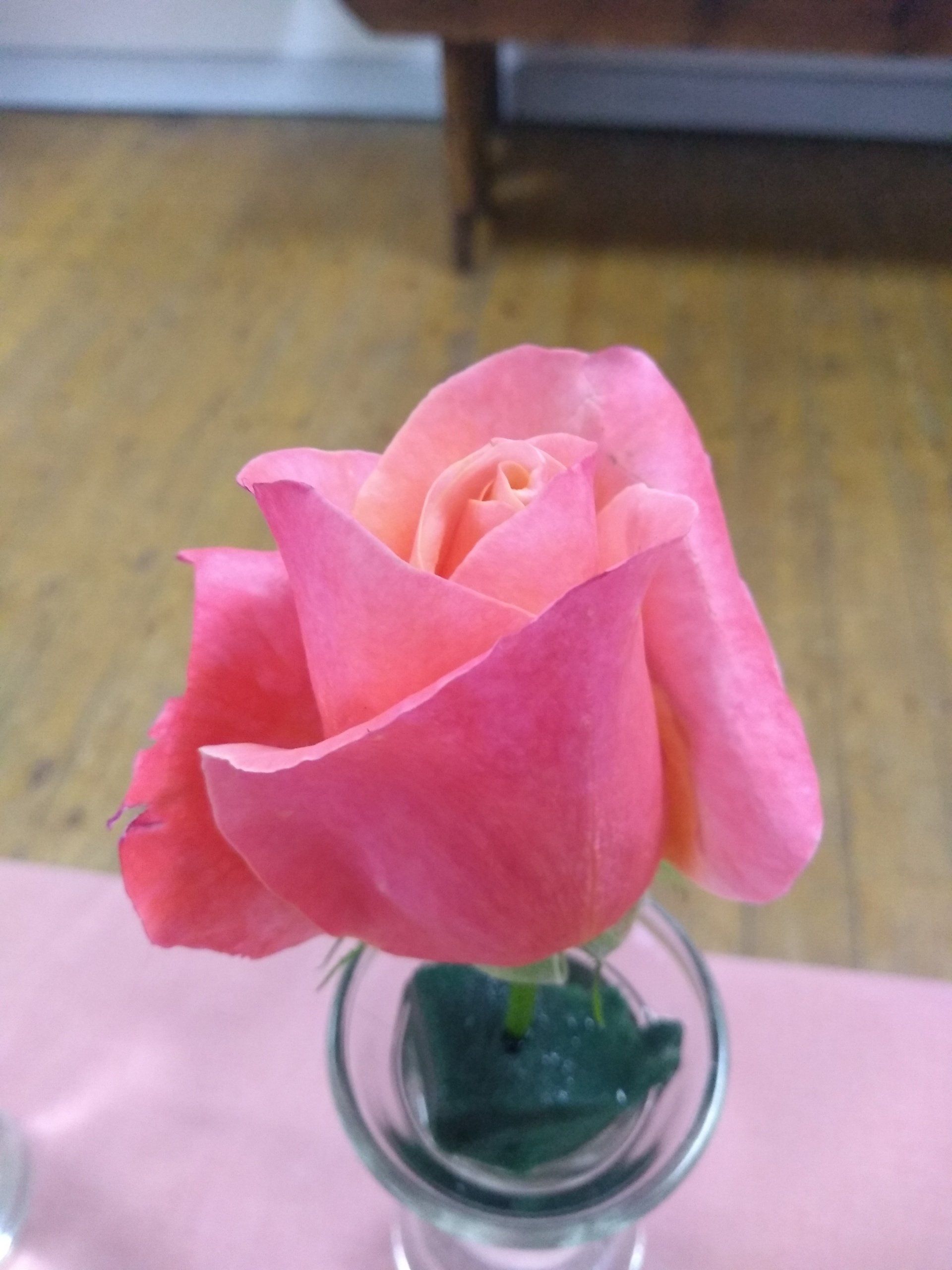 Rose 5 recently opened salmon pink