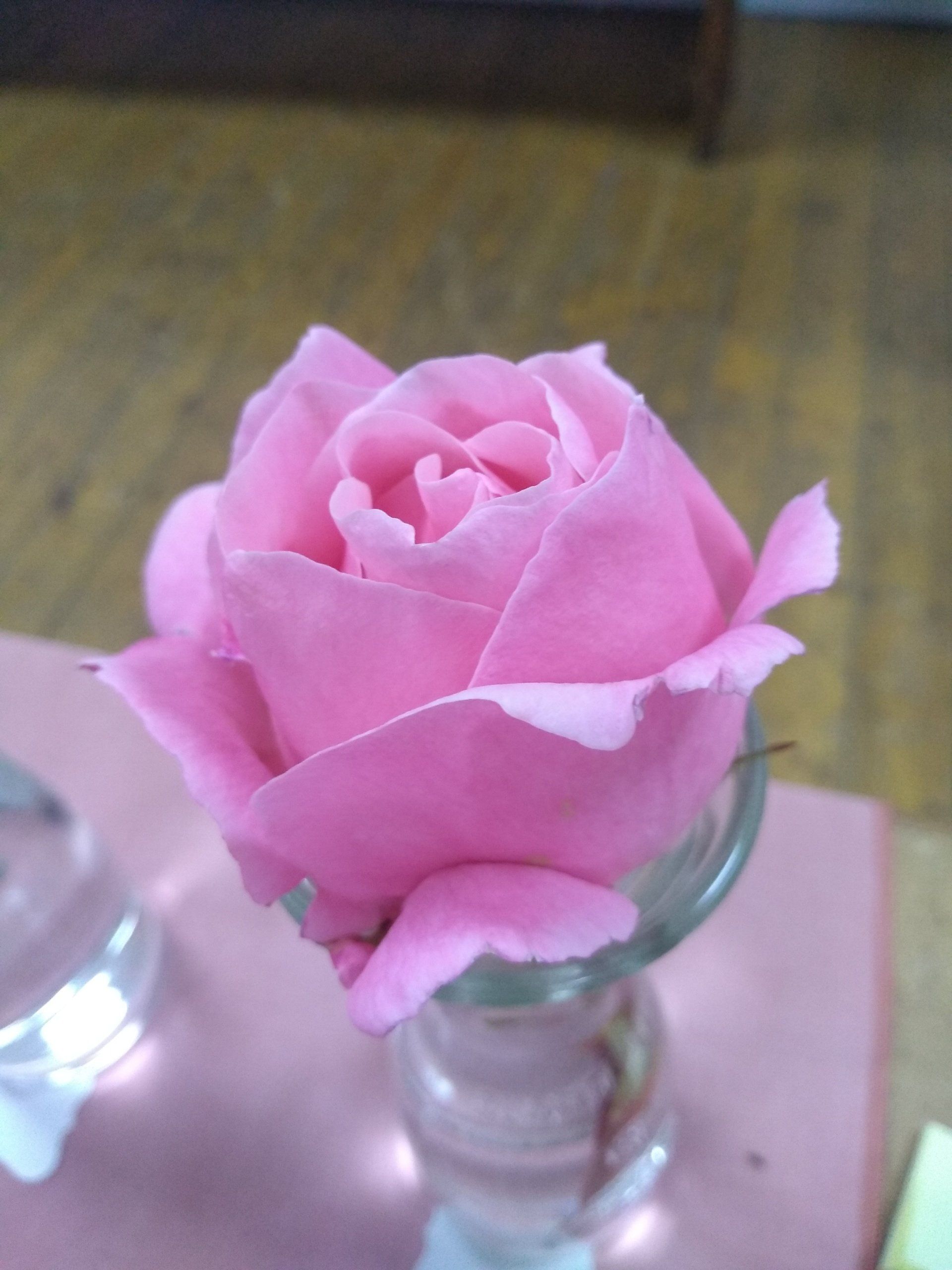 Rose 8 classic form pink