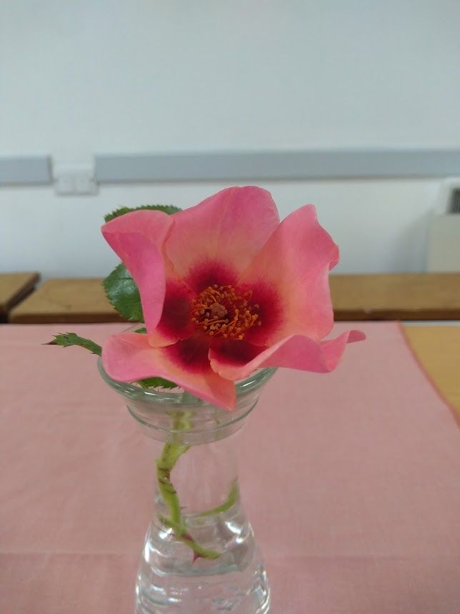 dog style rose, pink with darker eye