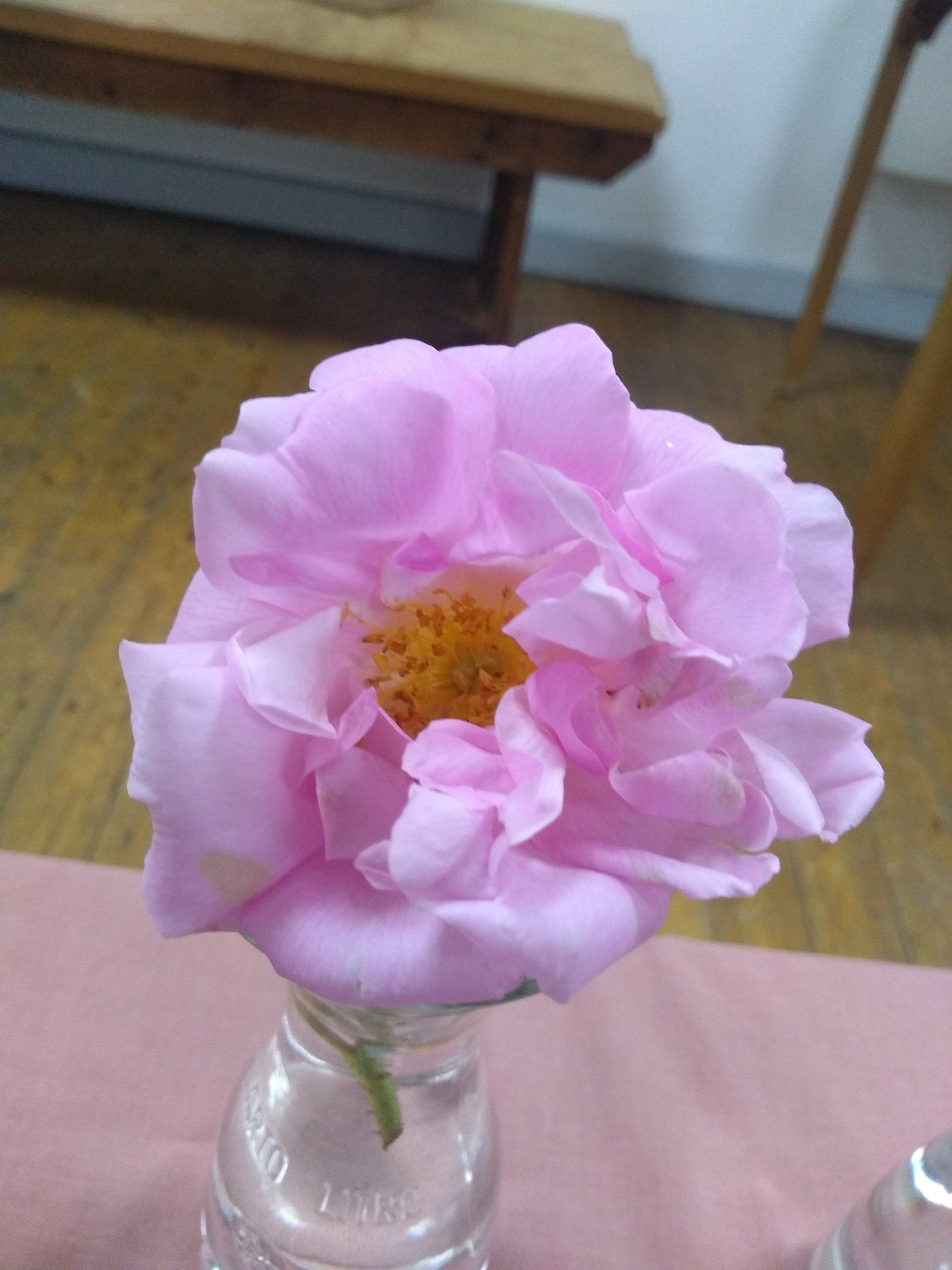 Rose 9 old english pink a bit past its best