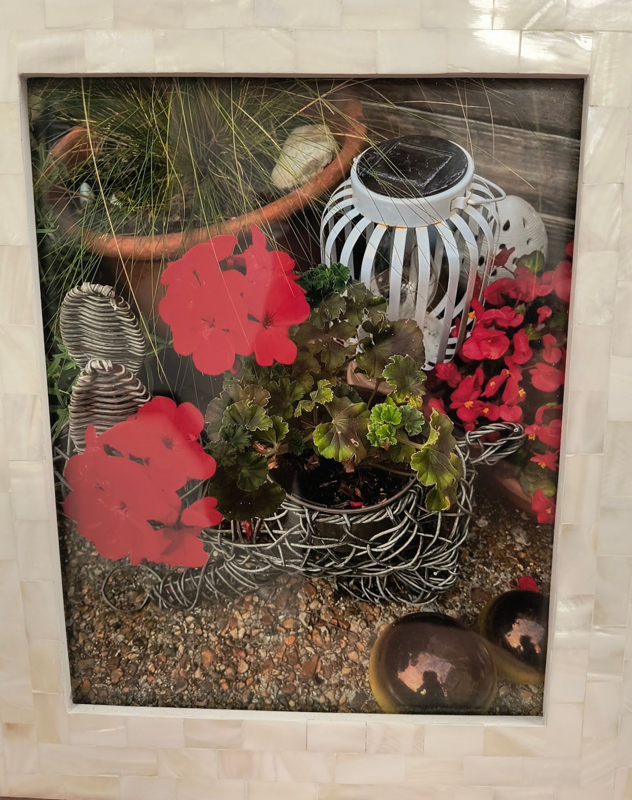 A bent wire planter, sitting among other planters, holds a geranium plant with 2 clusters of red flowers