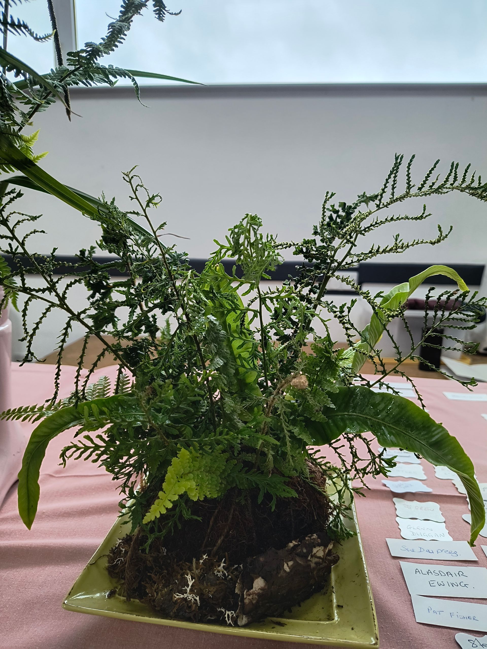 An arrangement of ferns on a kokedama base
