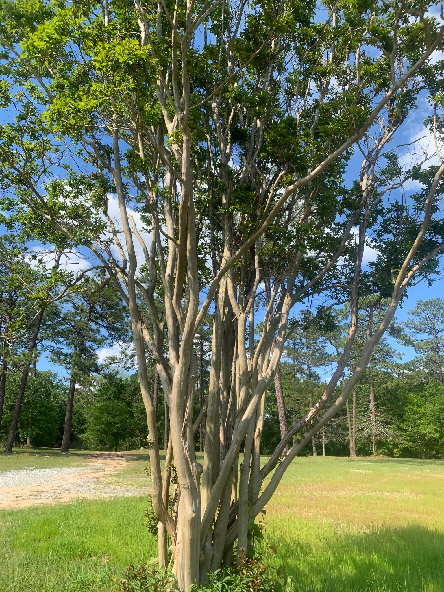 Crape myrtle tree with multiple trunks and light-colored bark, in a grassy field with a blue sky. Crape myrtle tree with multiple trunks and light-colored bark, in a grassy field with a blue sky.