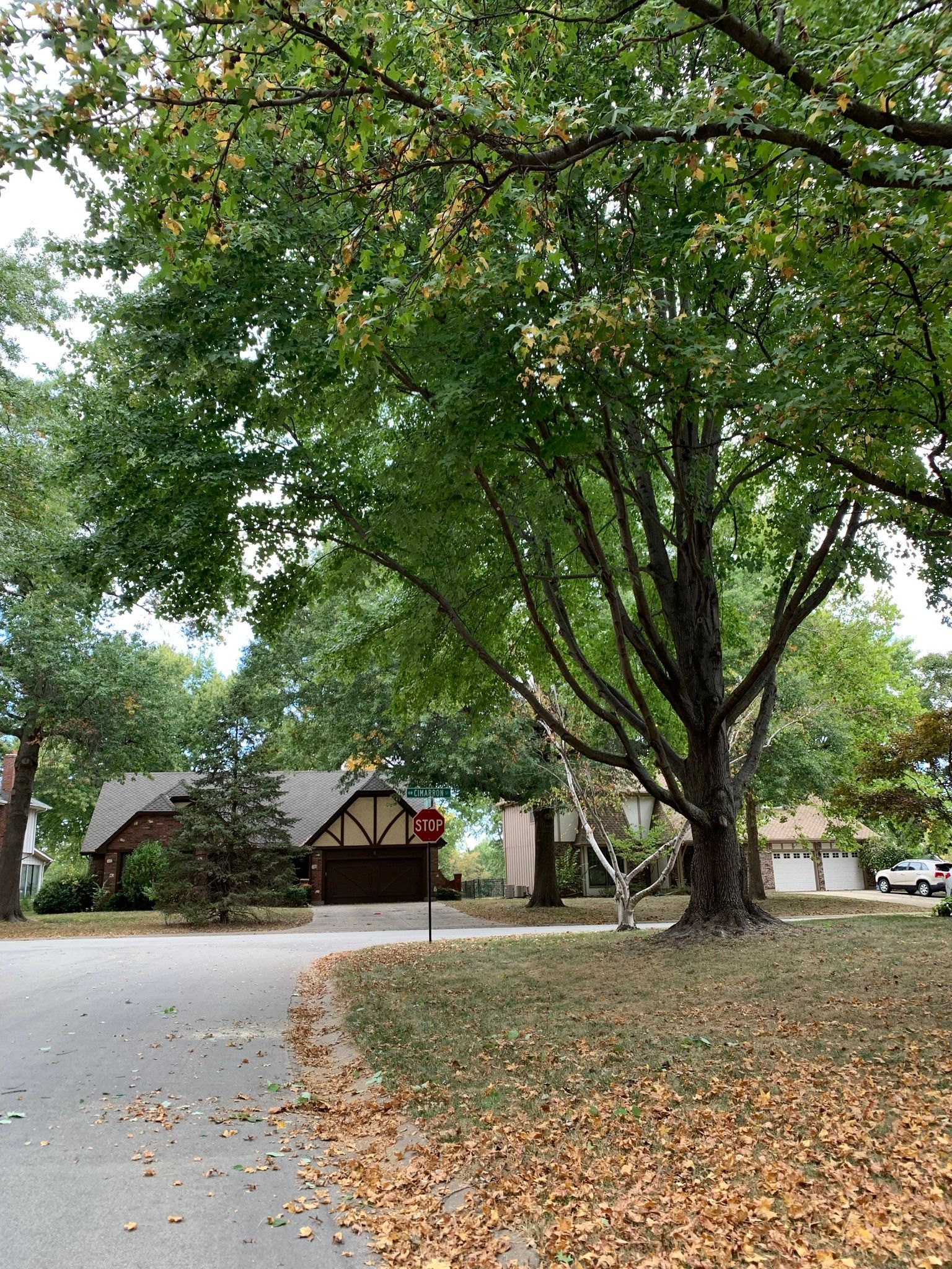 A tree-lined residential street with homes and fallen leaves. A tree-lined residential street with homes and fallen leaves.
